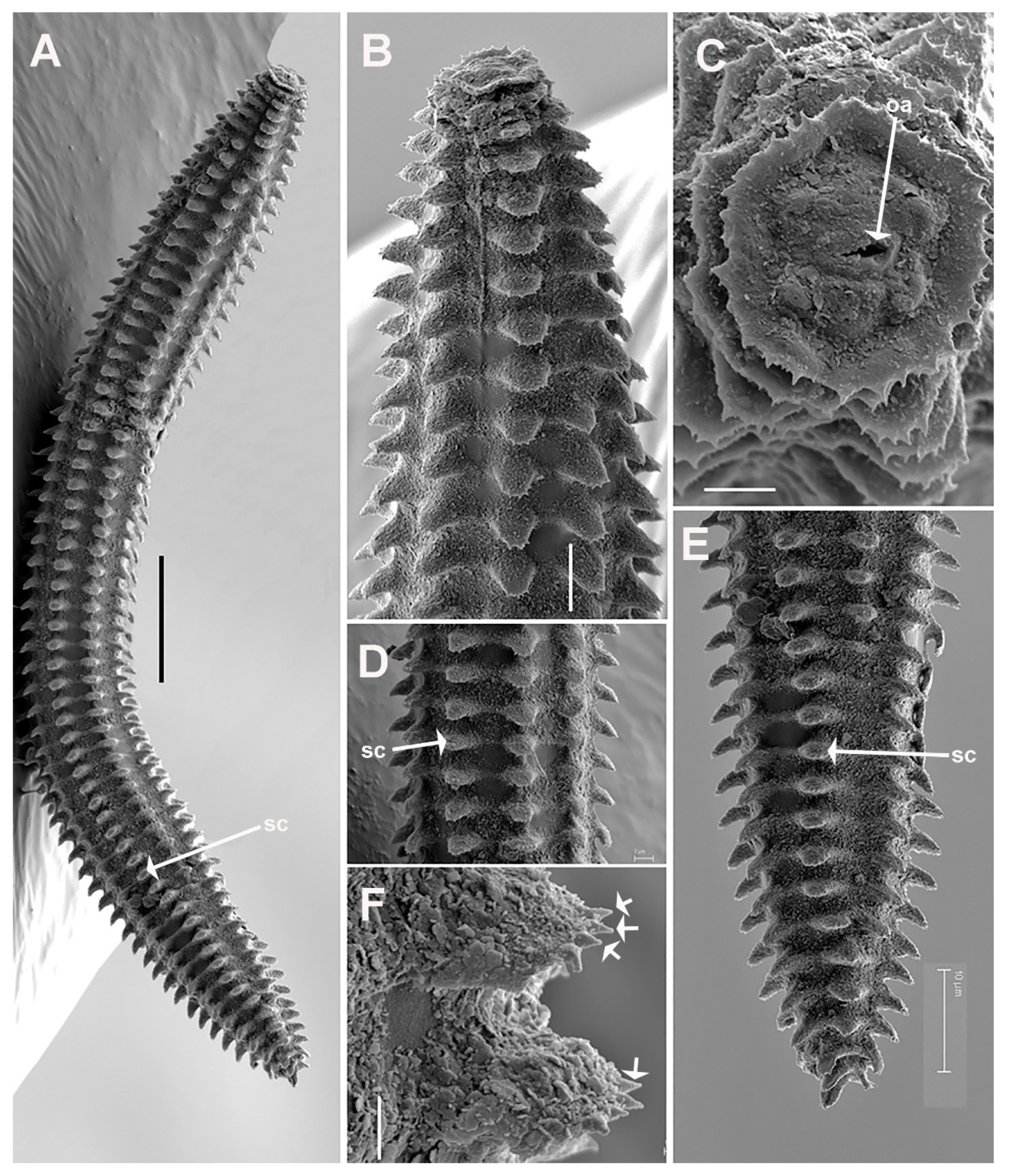 Plants 11 01977 g011