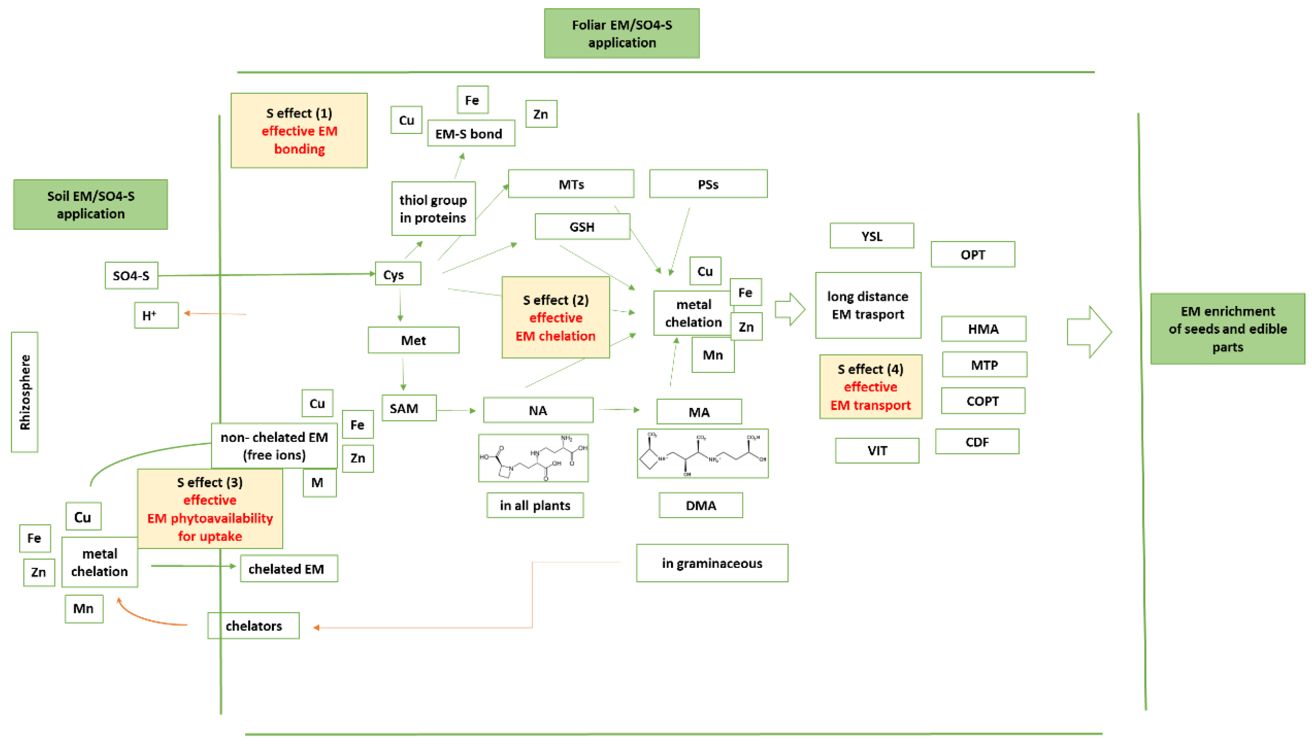 Plants 11 01979 g001 Plants 11 01979 g001