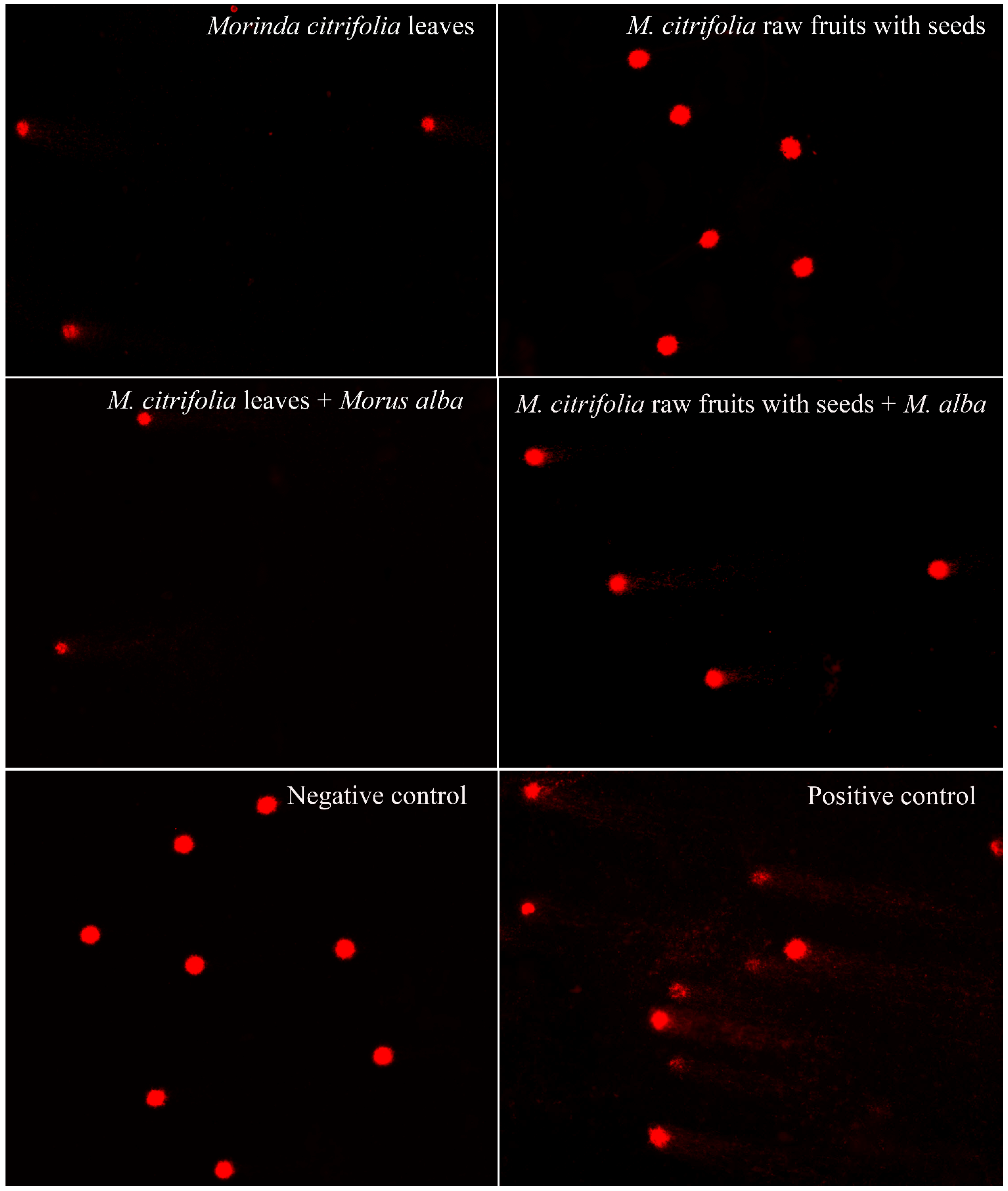 Plants 11 01985 g008 Plants 11 01985 g008