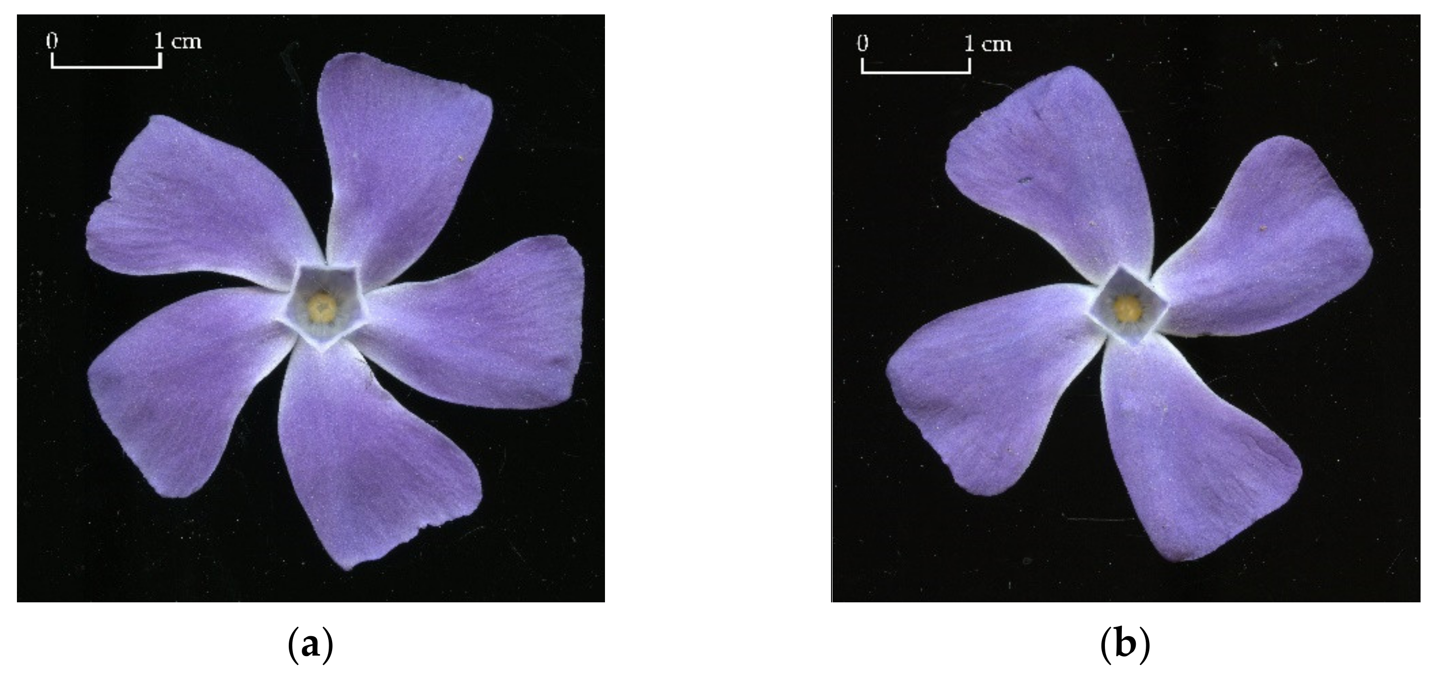 Plants 11 01987 g001