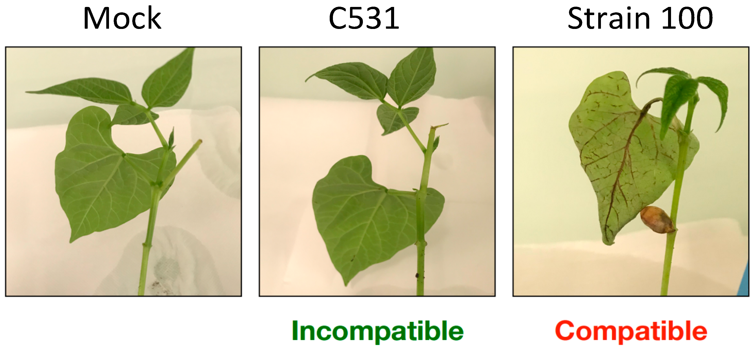 Plants 11 01995 g001 Plants 11 01995 g001