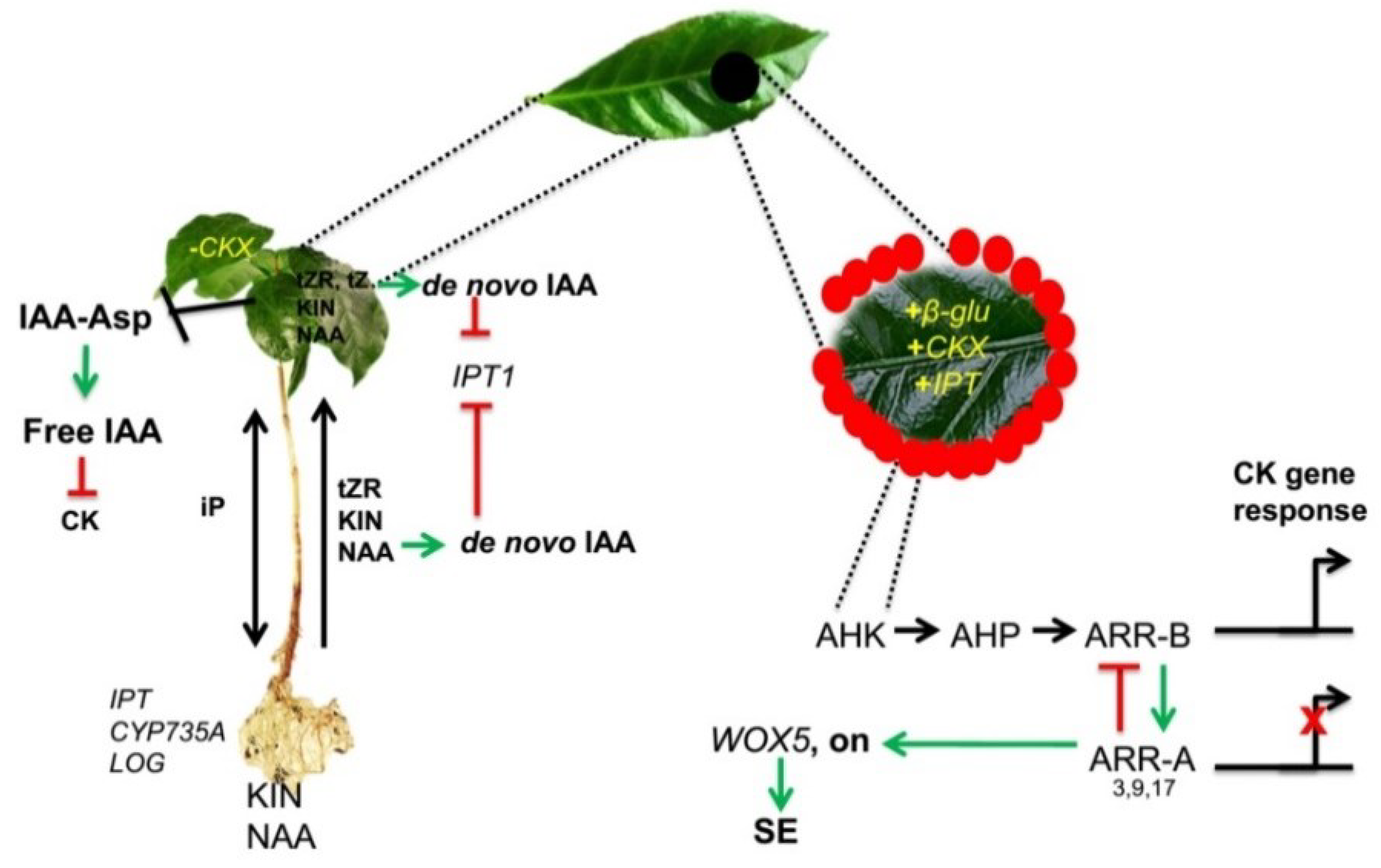 Plants 11 02013 g009