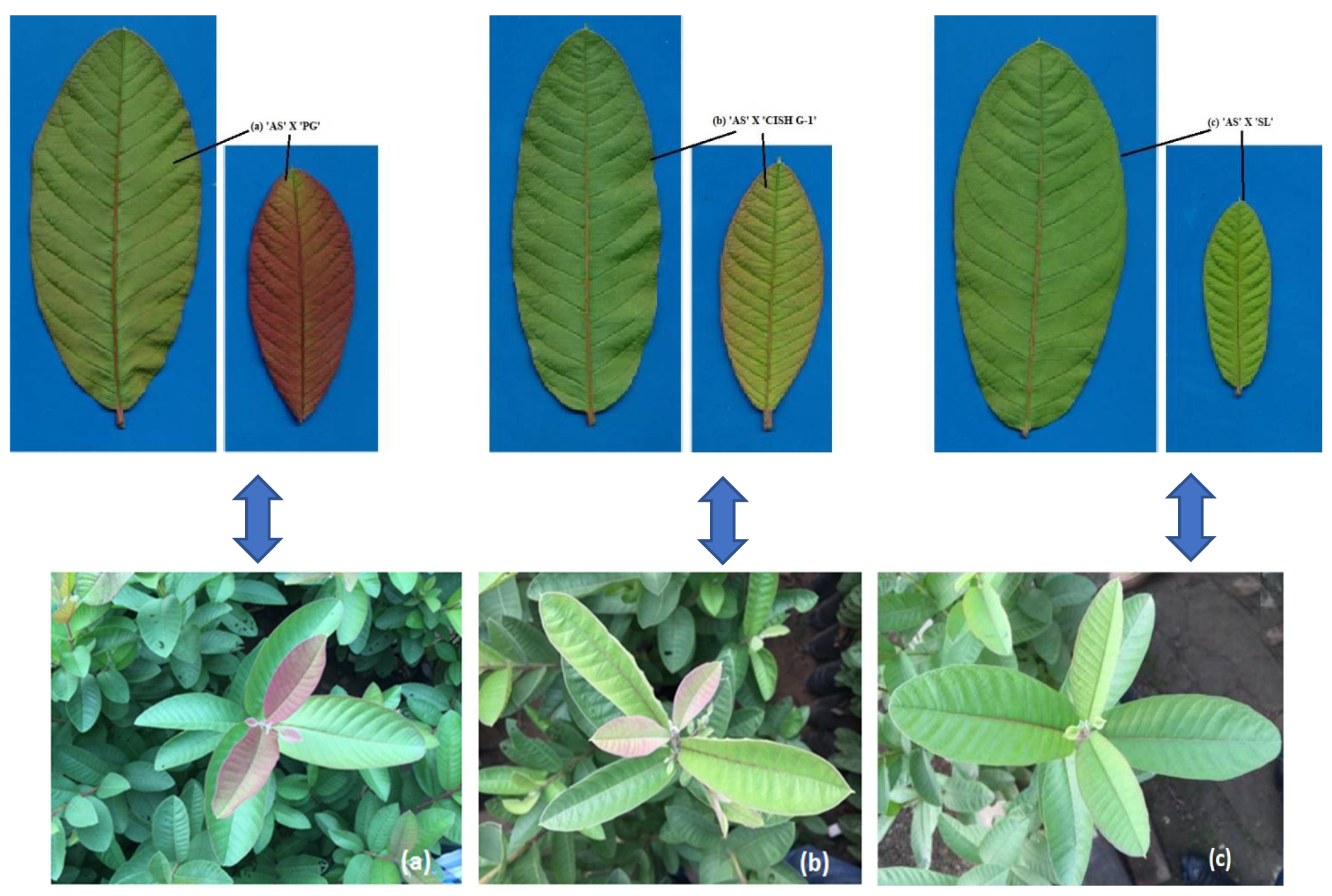 Plants 11 02014 g001