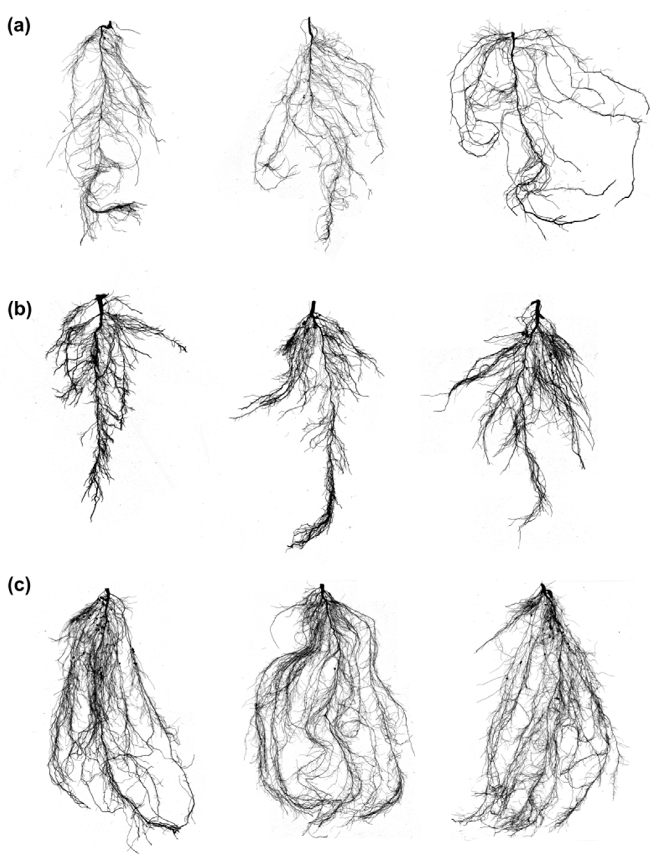 Plants 11 02017 g005 Plants 11 02017 g005