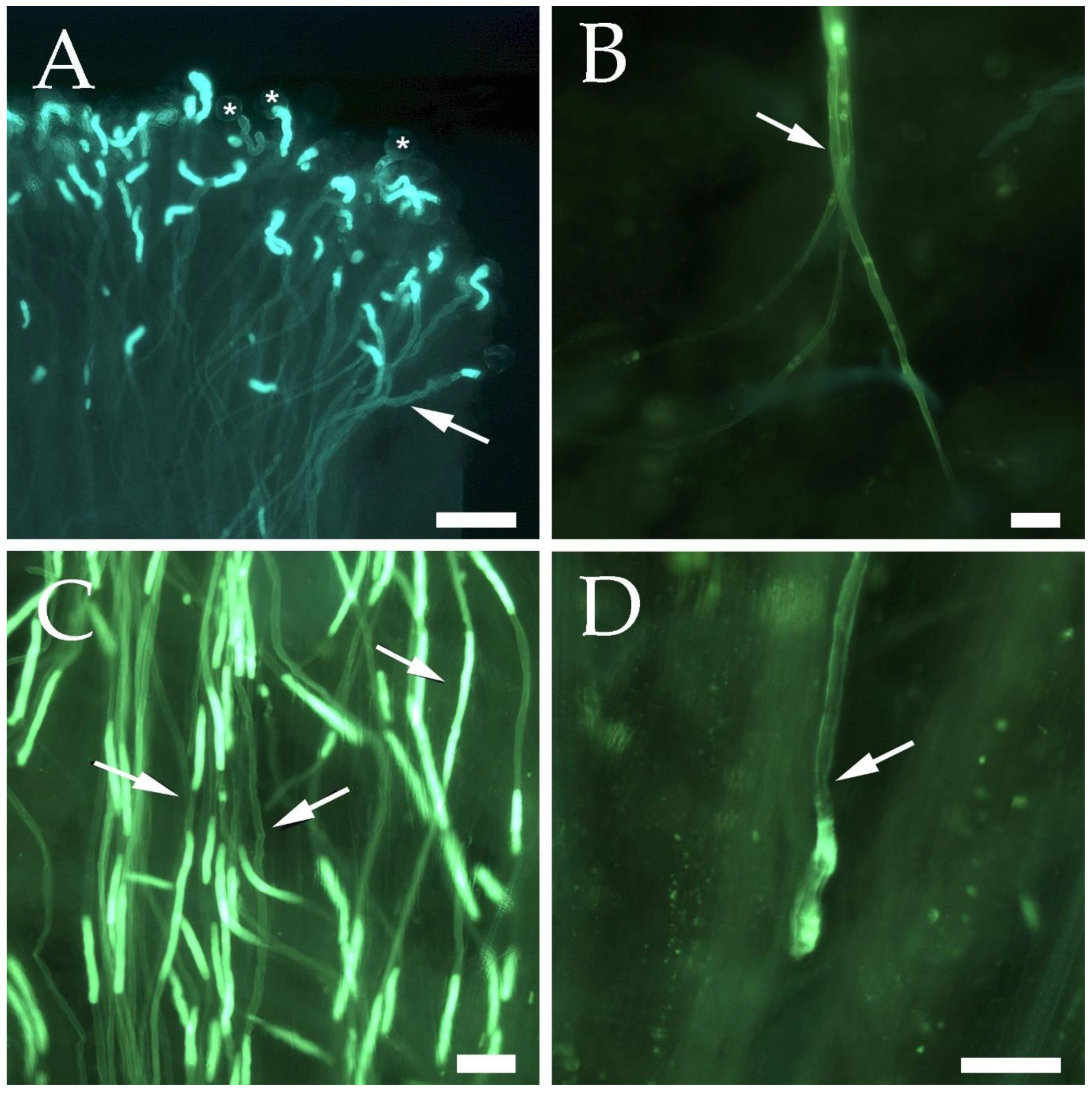 Plants 11 02019 g002