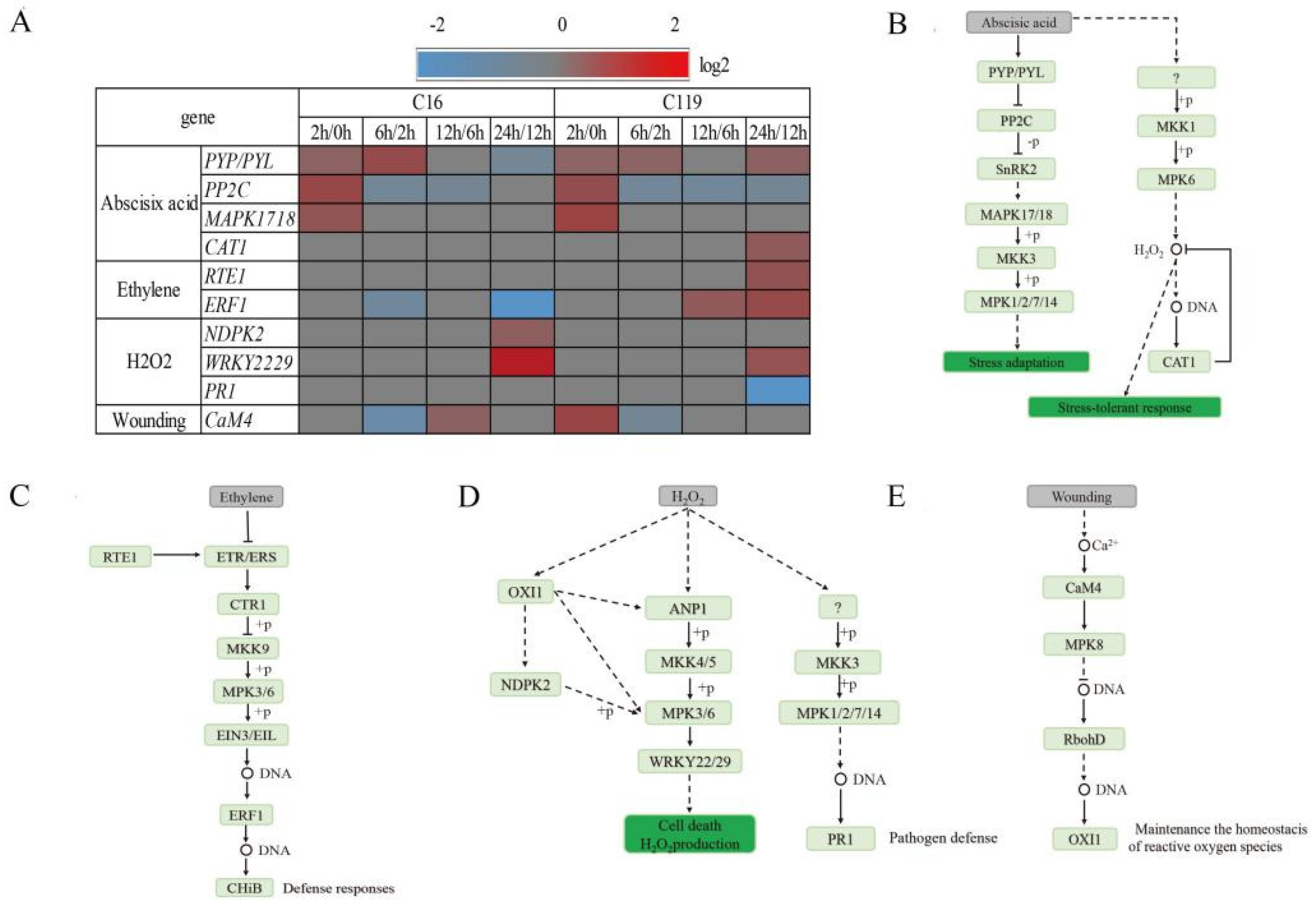 Plants 11 02024 g006