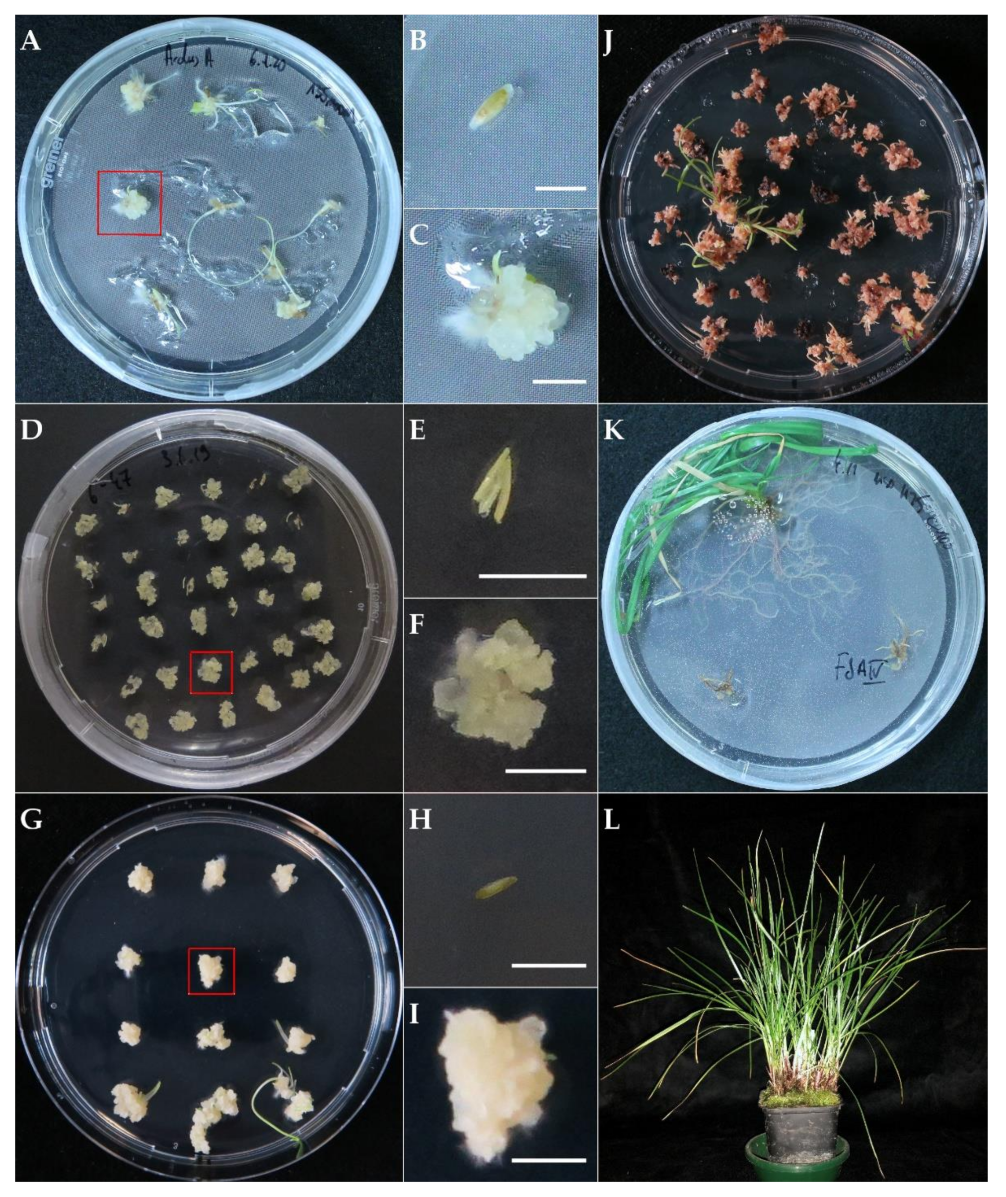 Plants 11 02054 g001