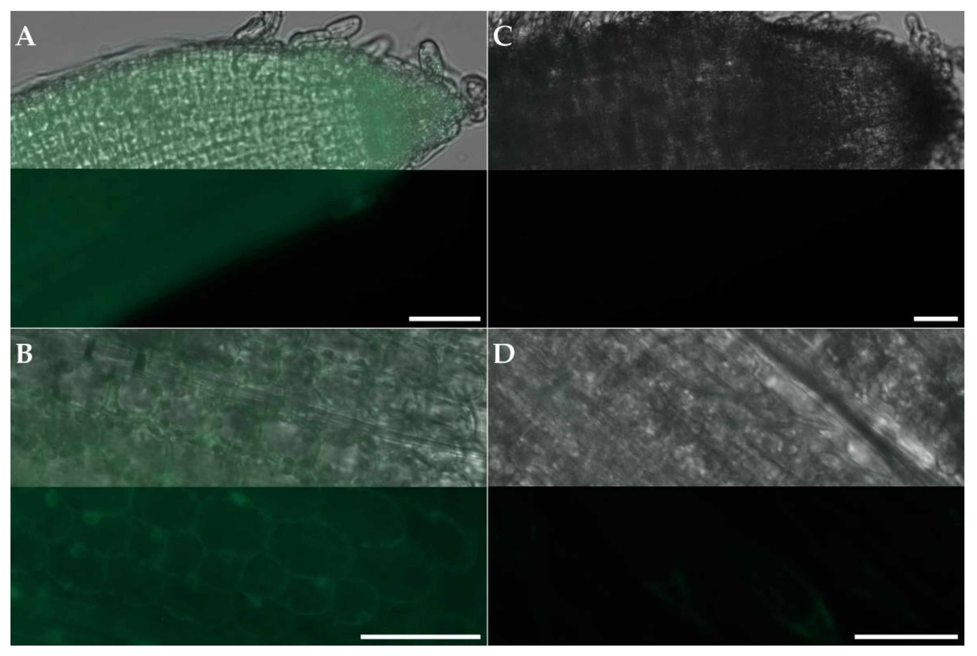 Plants 11 02054 g002