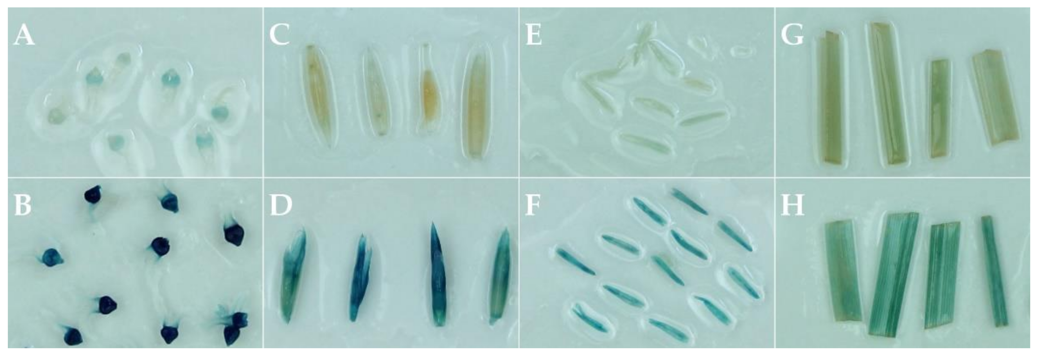 Plants 11 02054 g003