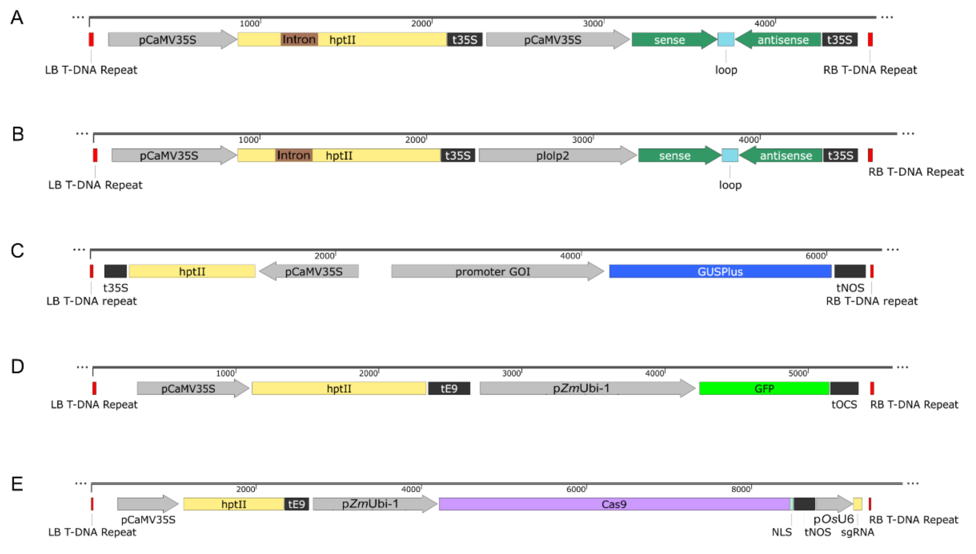 Plants 11 02054 g004