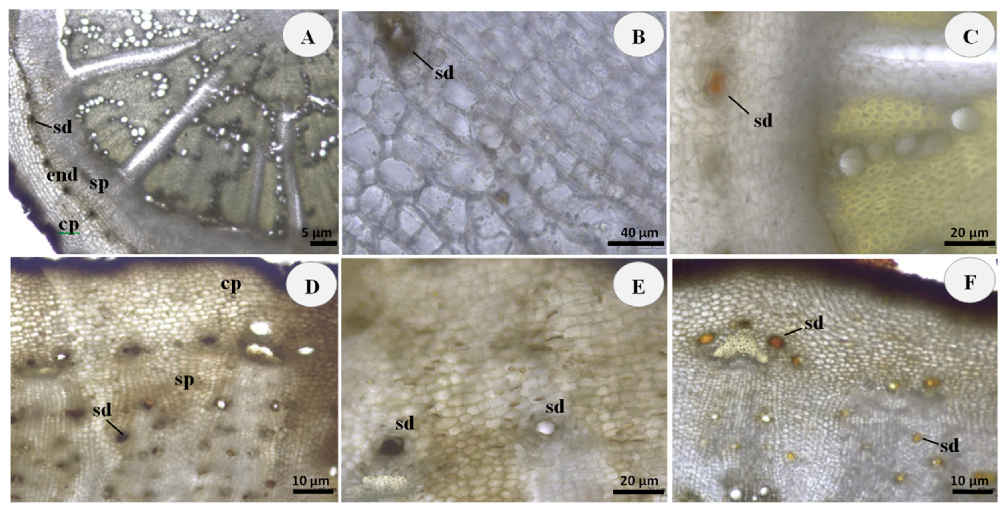 Plants 11 02061 g001