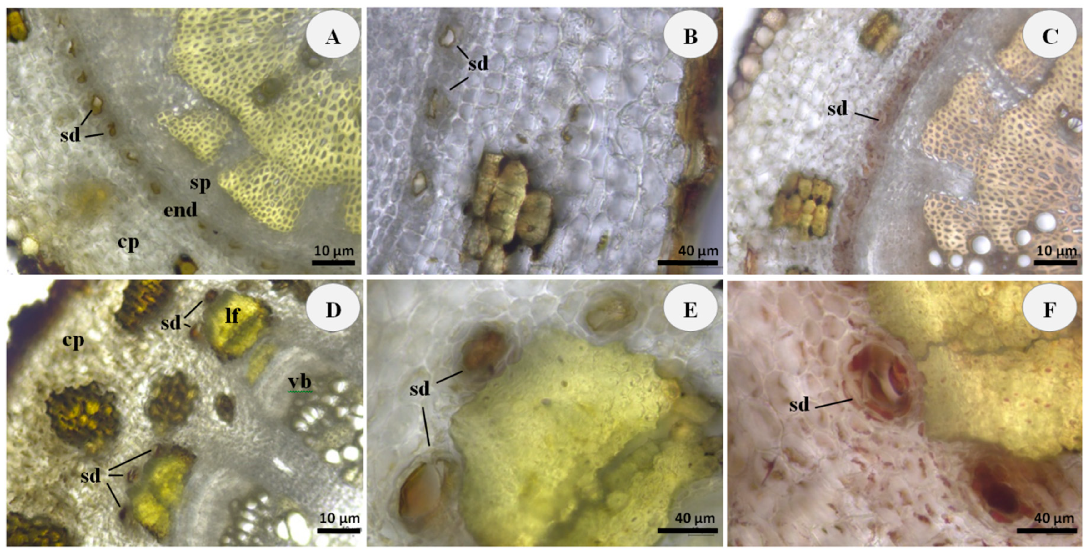 Plants 11 02061 g002