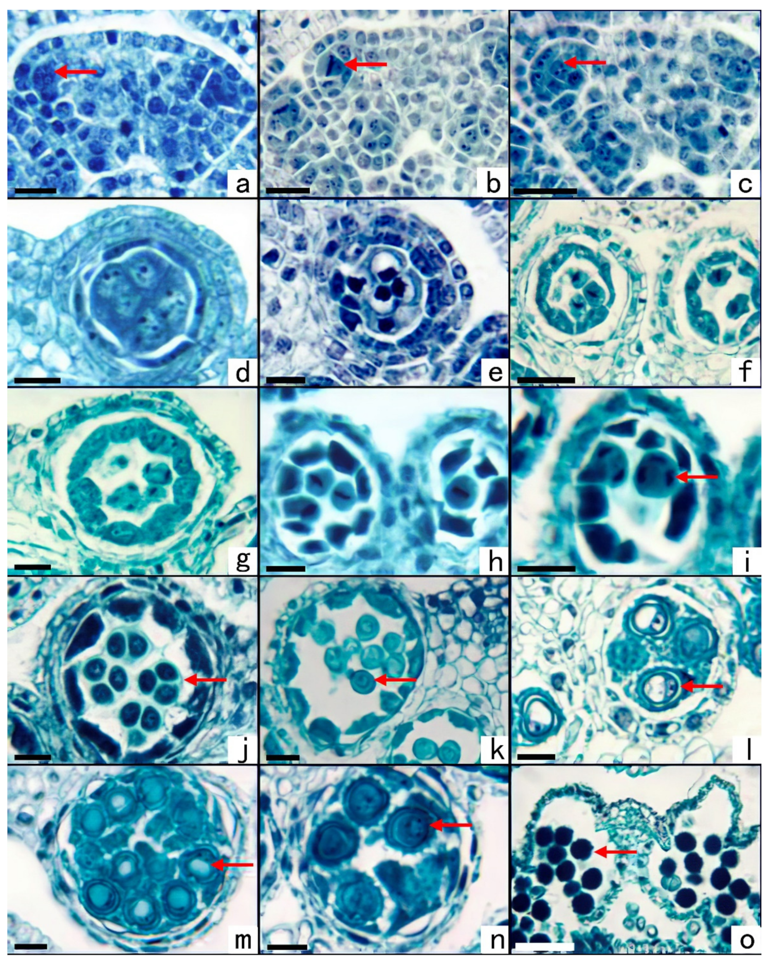 Plants 11 02073 g003