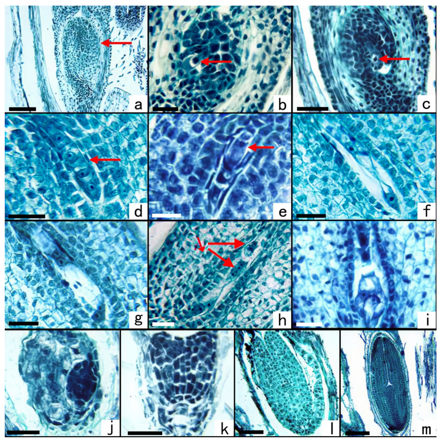 Plants 11 02073 g004