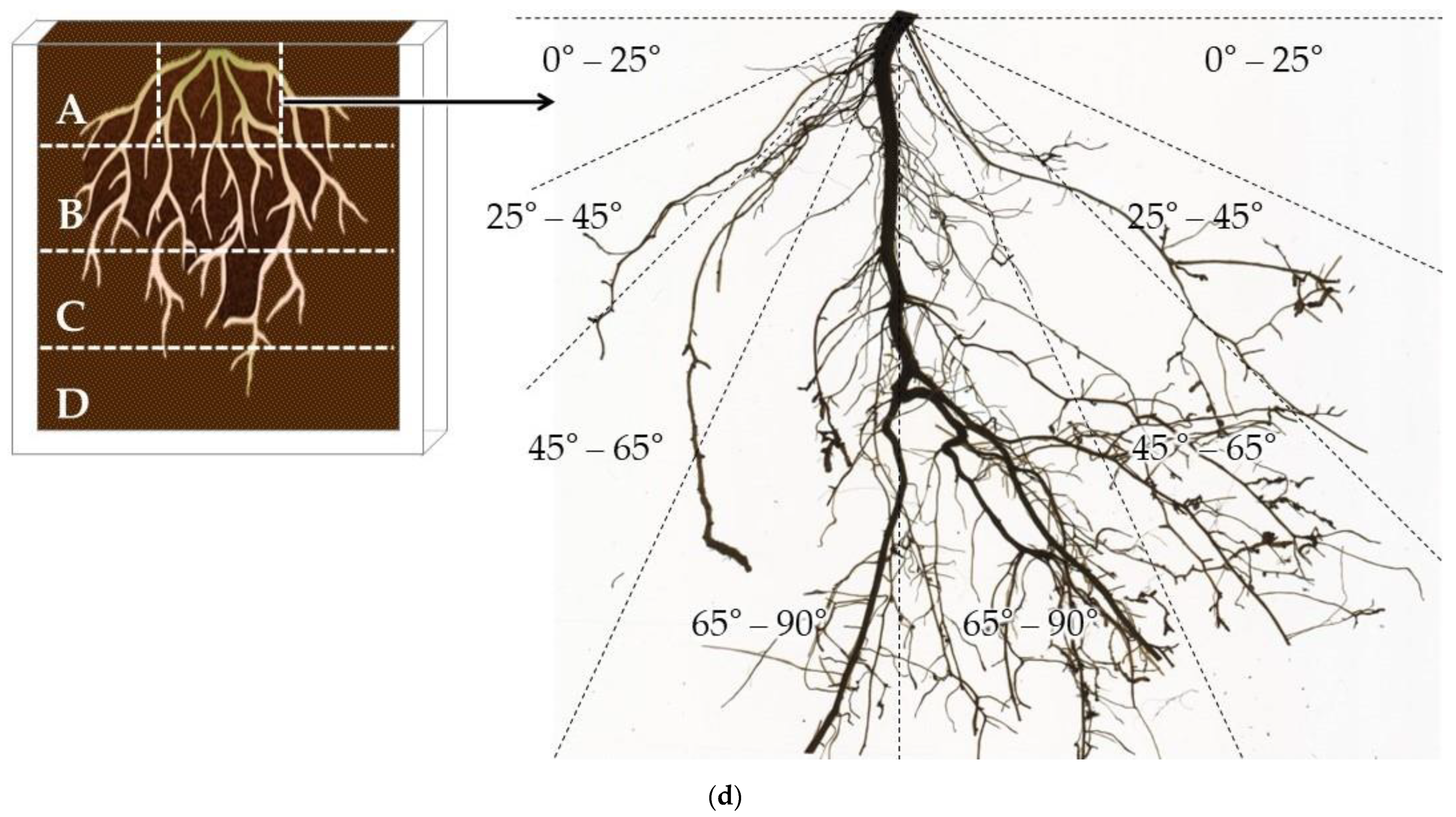 Plants 11 02081 g004b