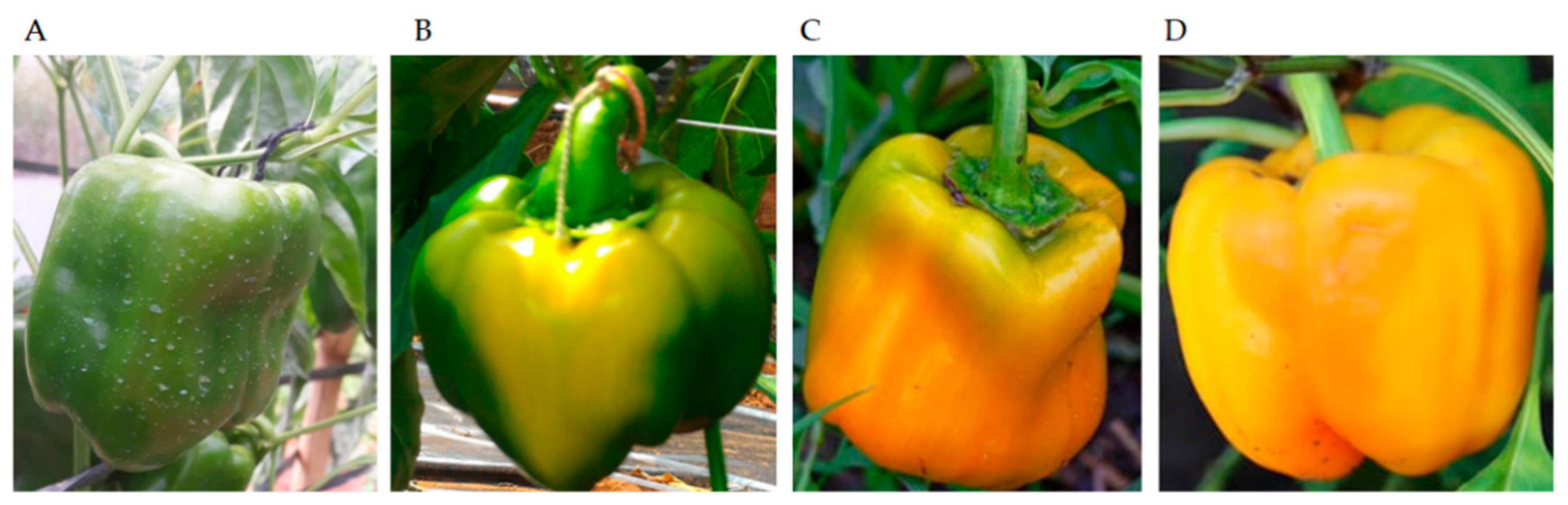 Plants 11 02084 g003 Plants 11 02084 g003