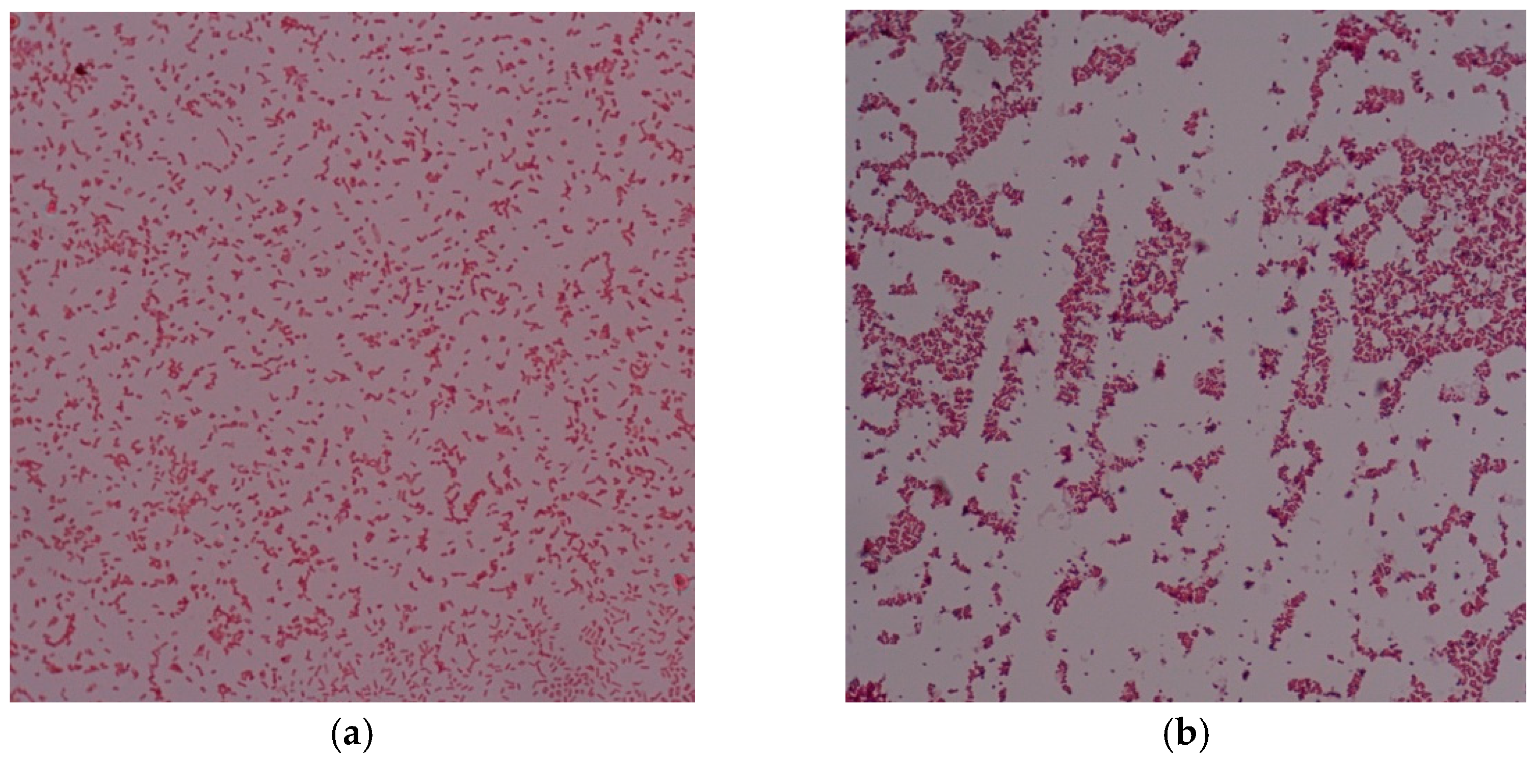 Plants 11 02089 g004