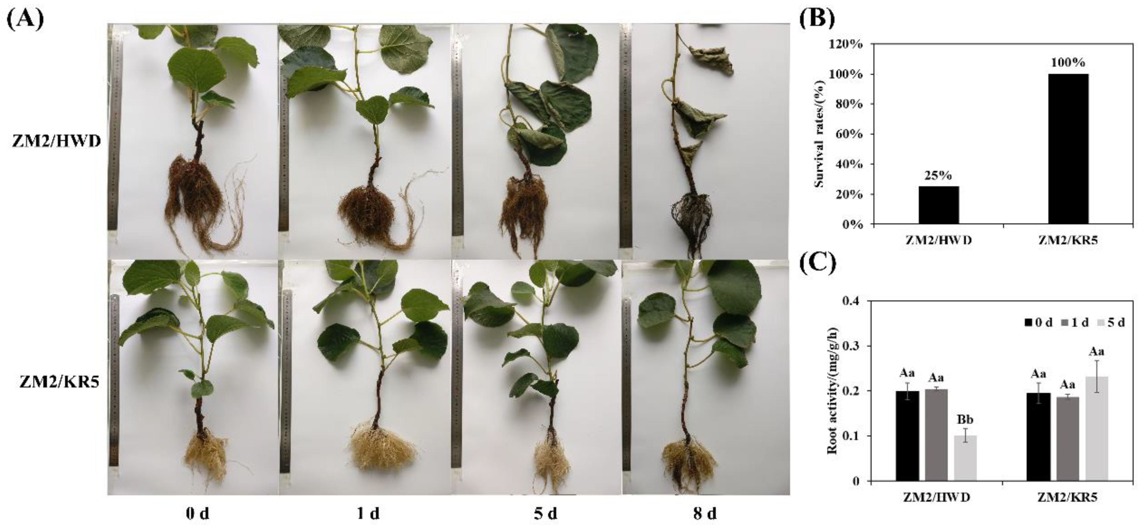 Plants 11 02098 g001