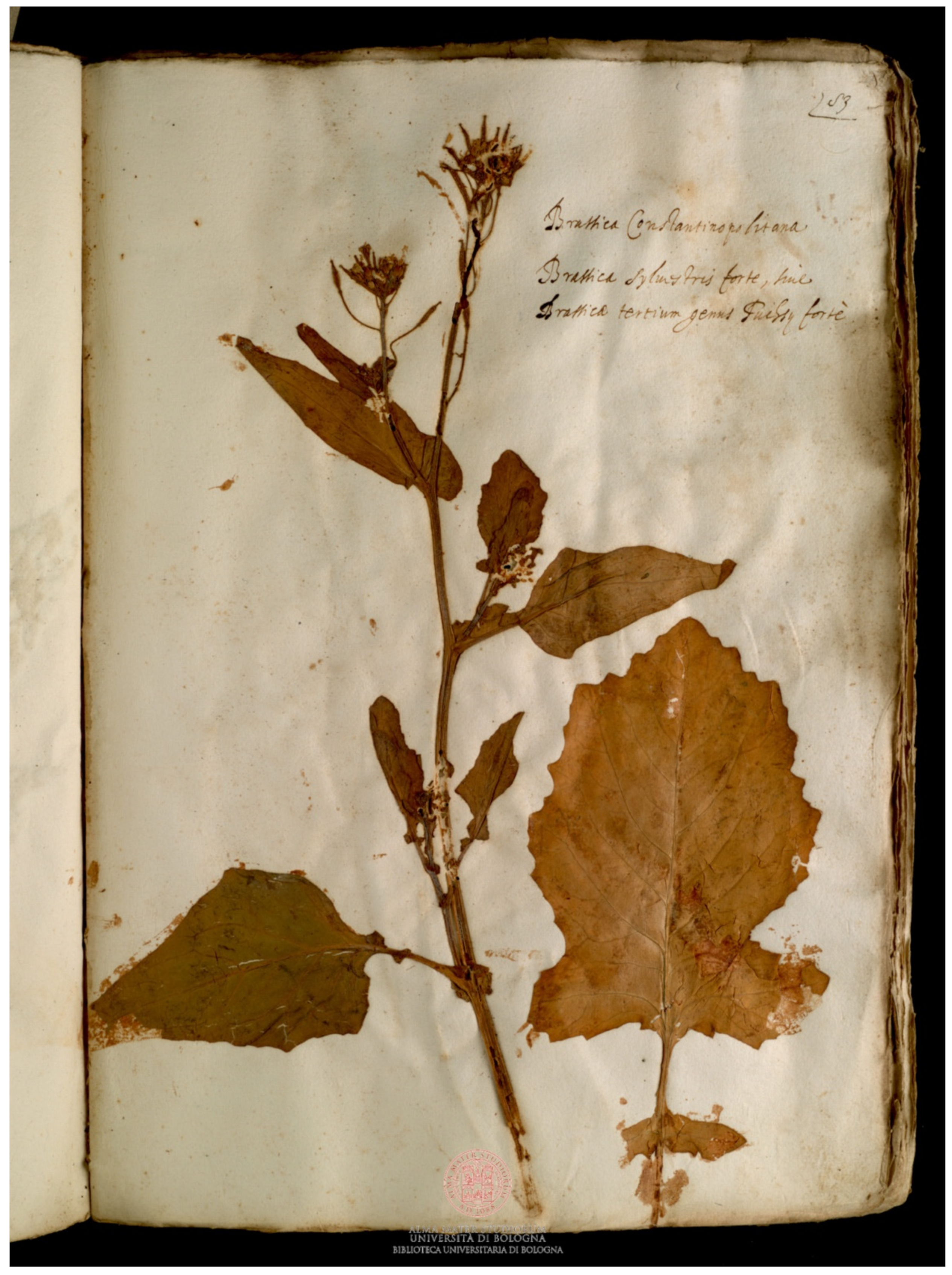 Plants 11 02100 g003