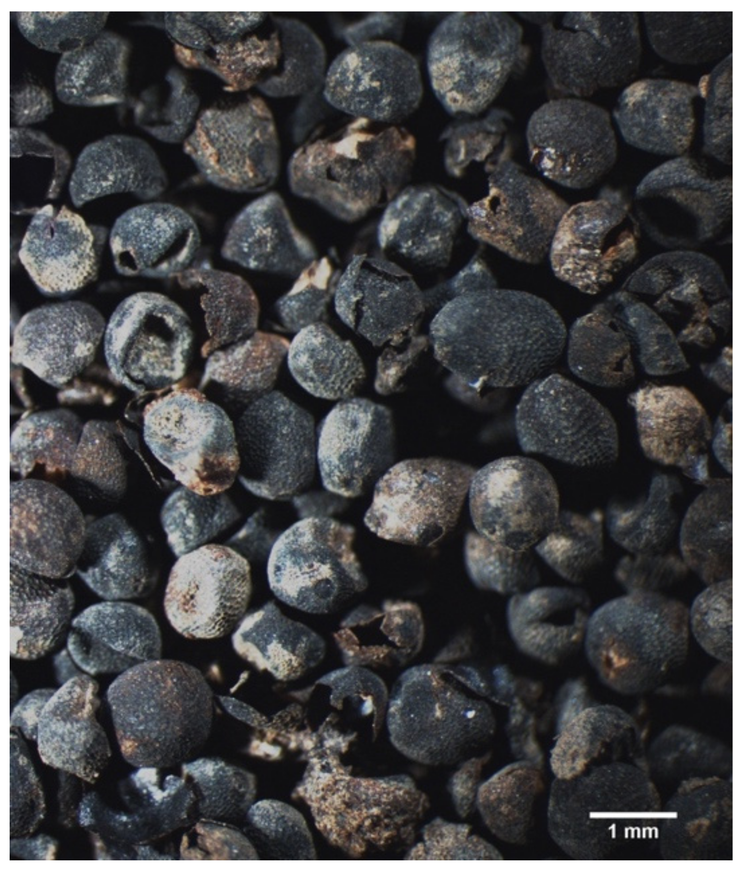 Plants 11 02100 g005