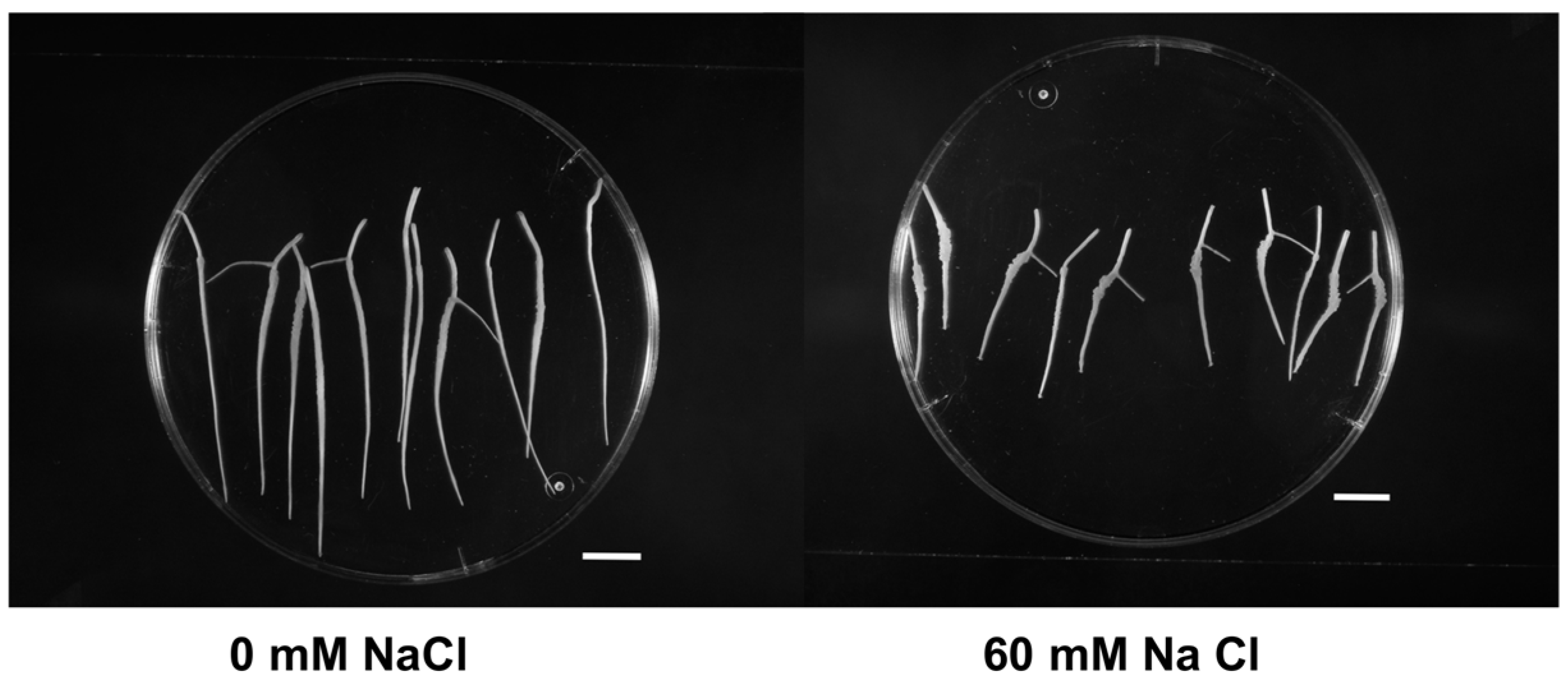 Plants 11 02101 g001