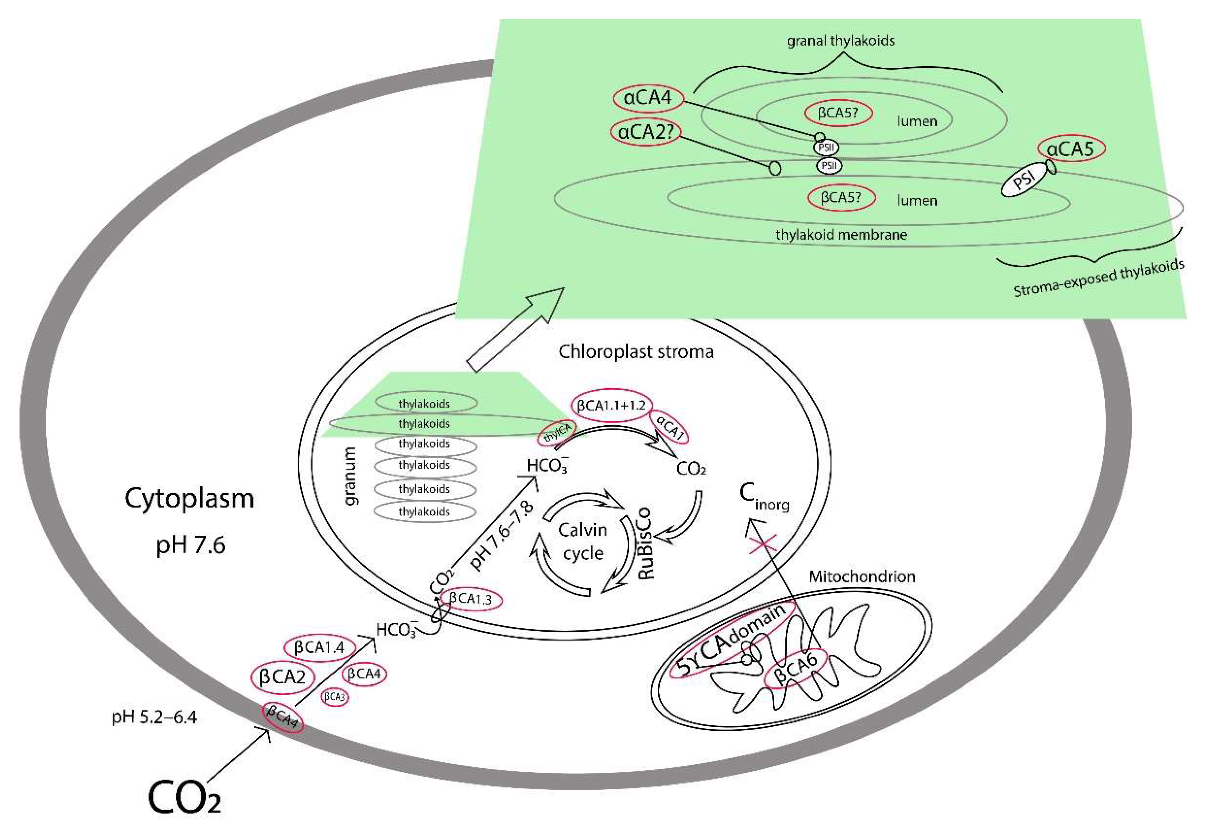 Plants 11 02113 g008