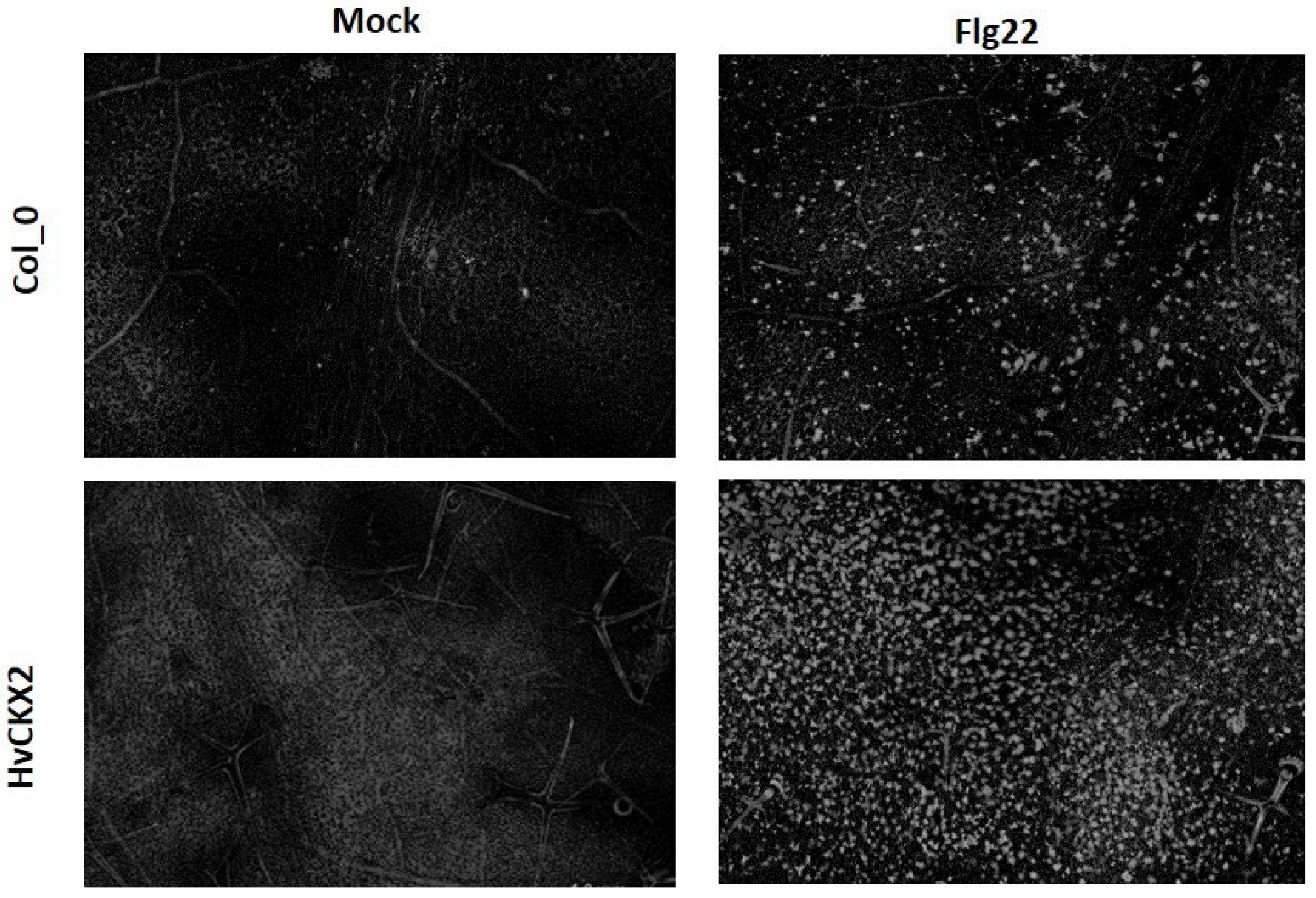 Plants 11 02123 g002