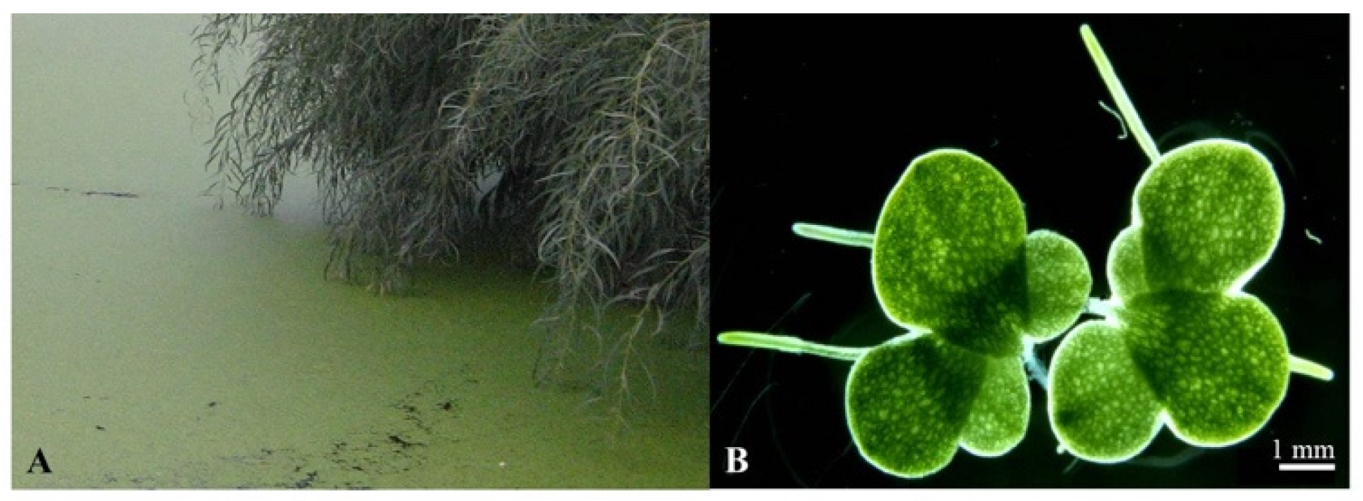 Plants 11 02124 g001