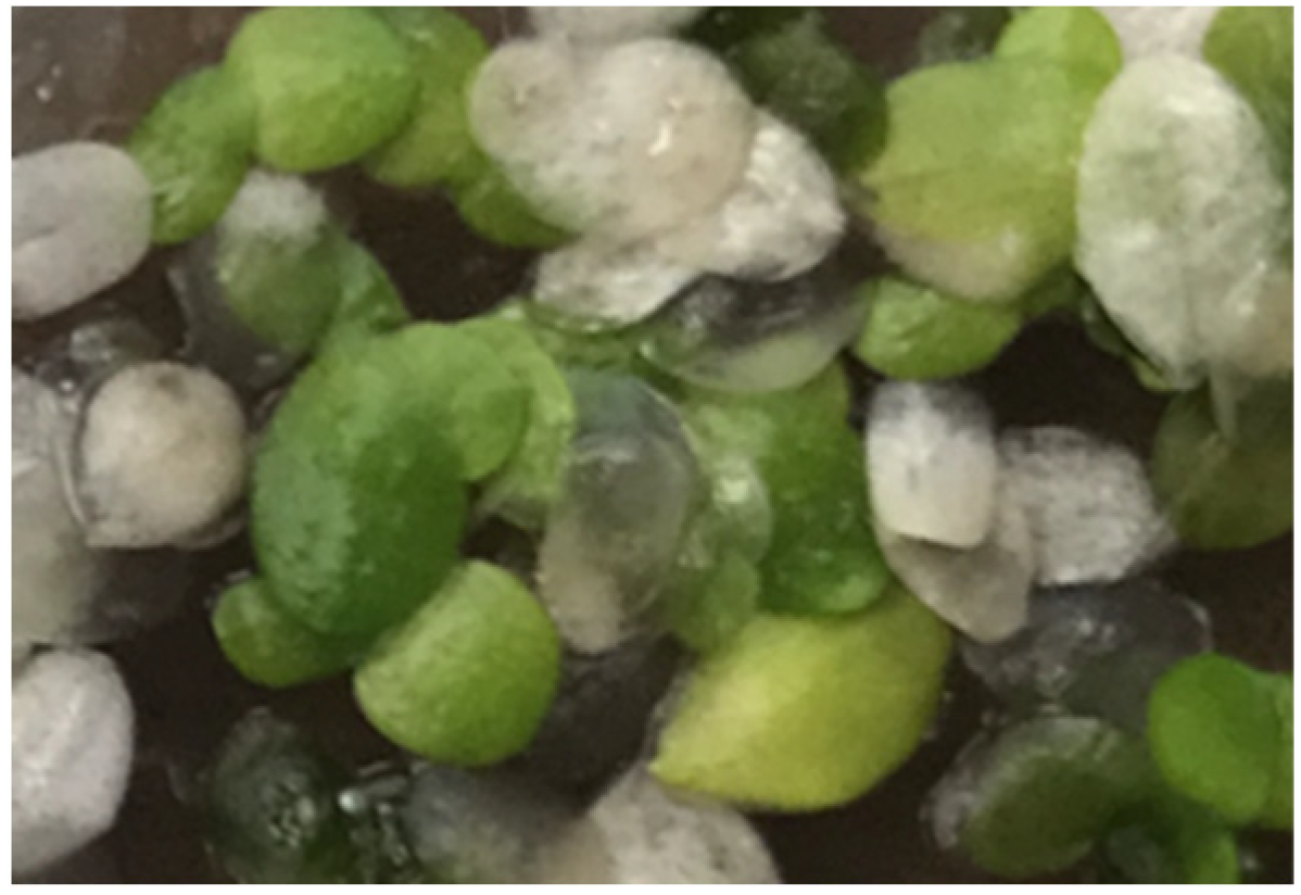 Plants 11 02124 g007