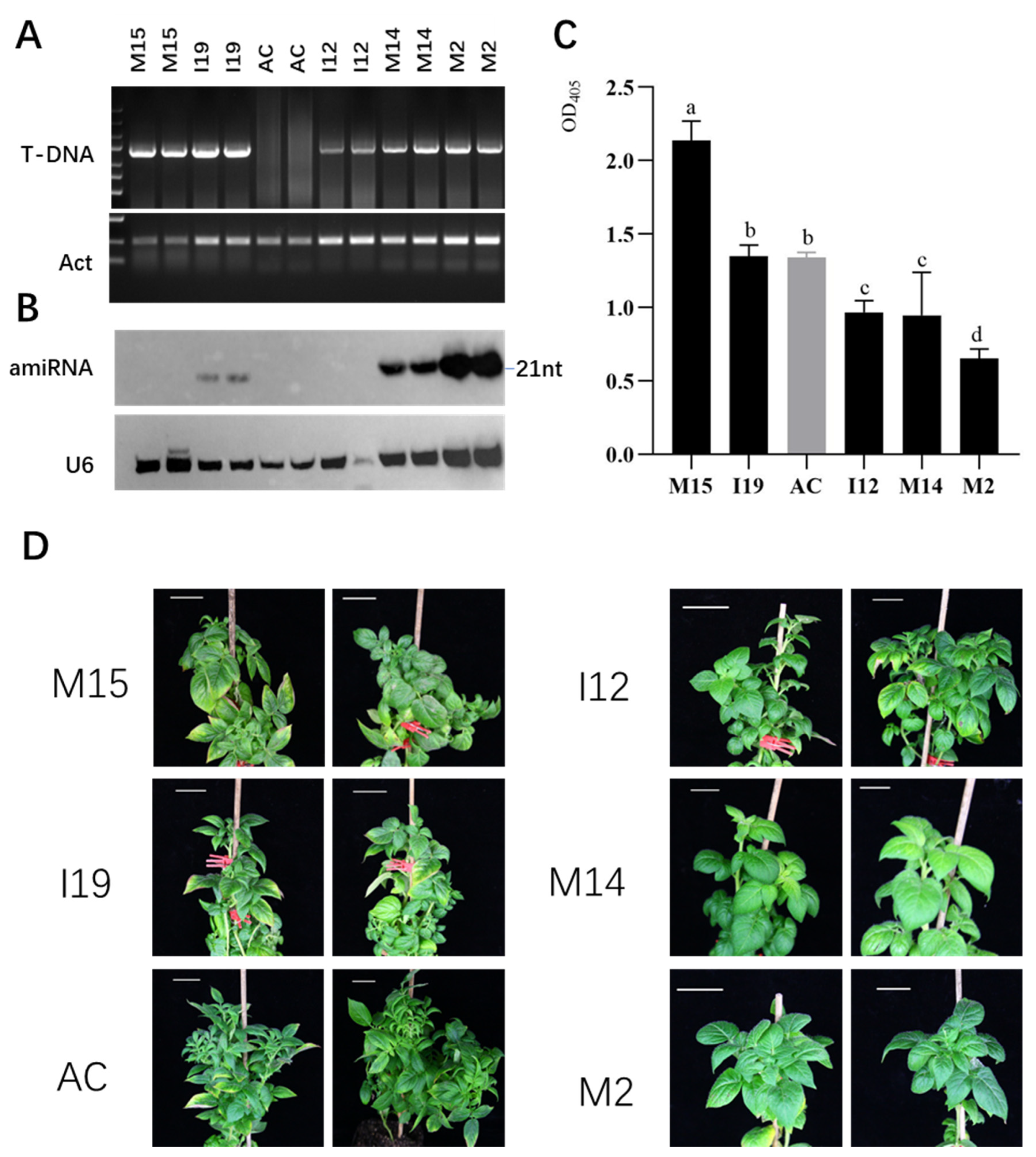 Plants 11 02125 g003