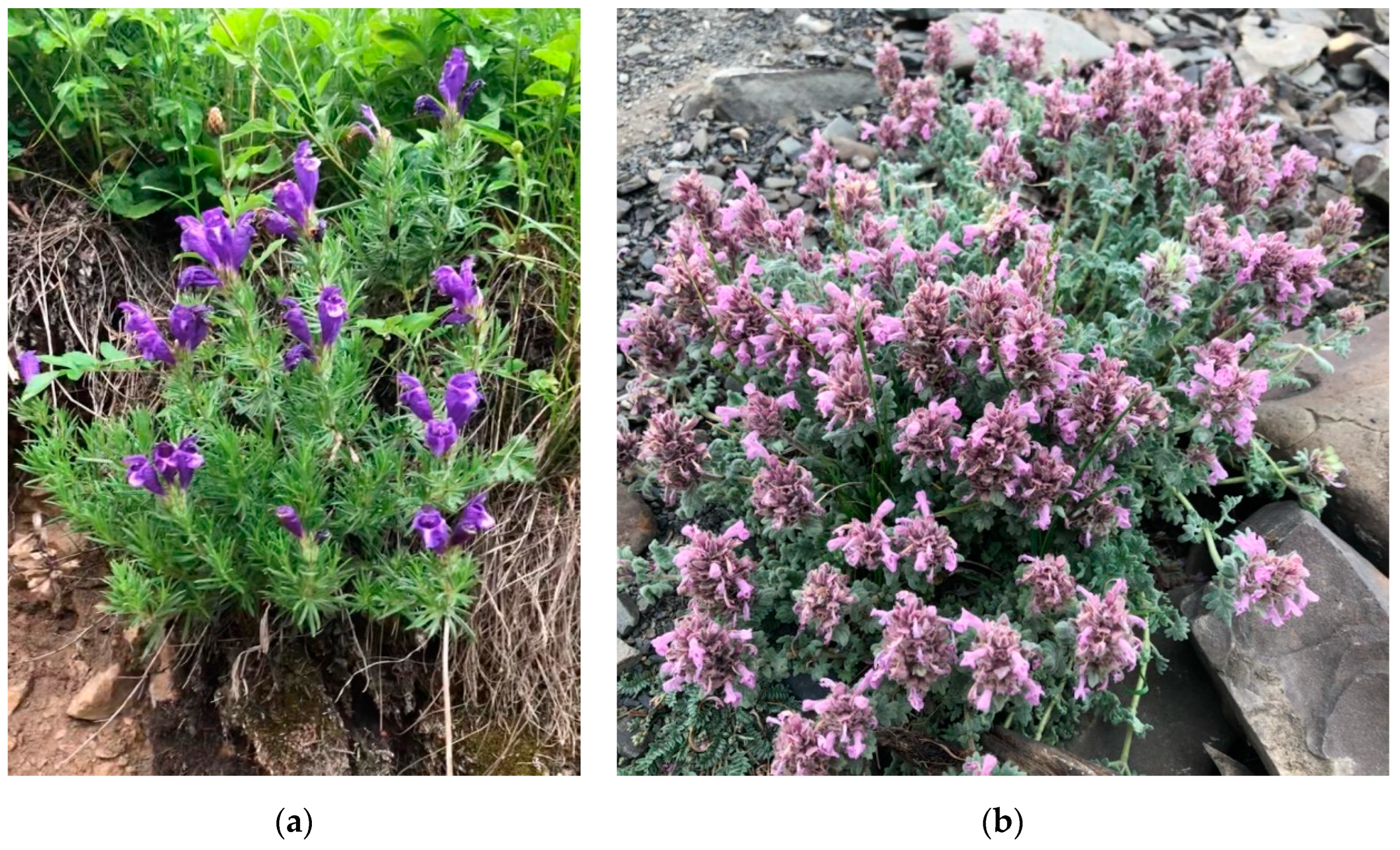 Plants 11 02126 g001