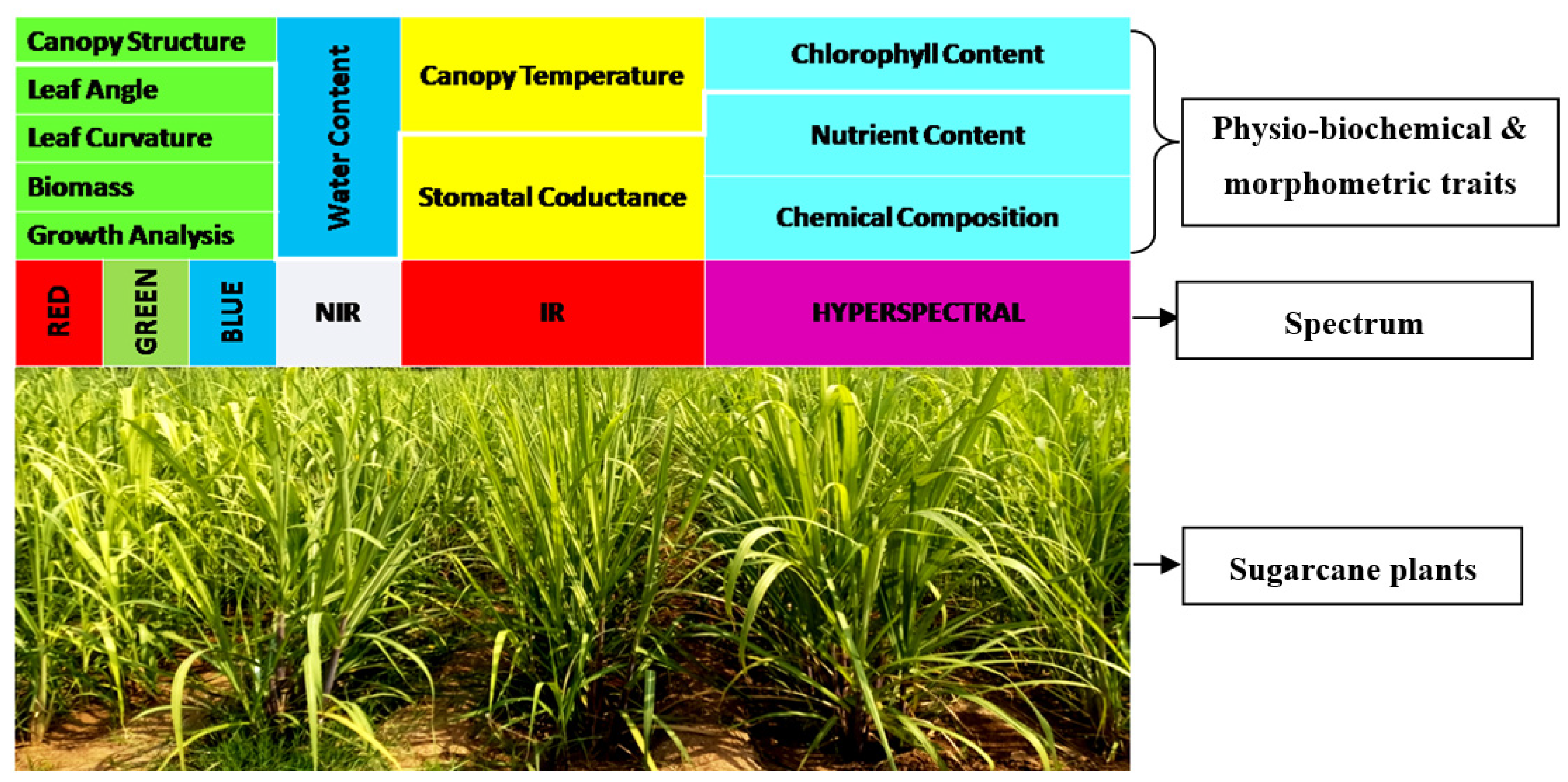 Plants 11 02139 g003 Plants 11 02139 g003