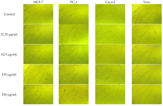 Plants 11 02140 g003a Plants 11 02140 g003a