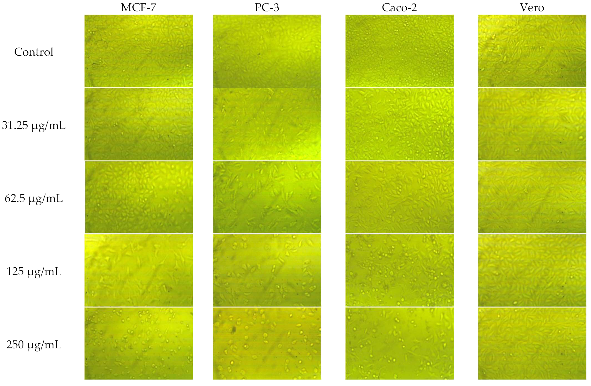 Plants 11 02140 g003a Plants 11 02140 g003a