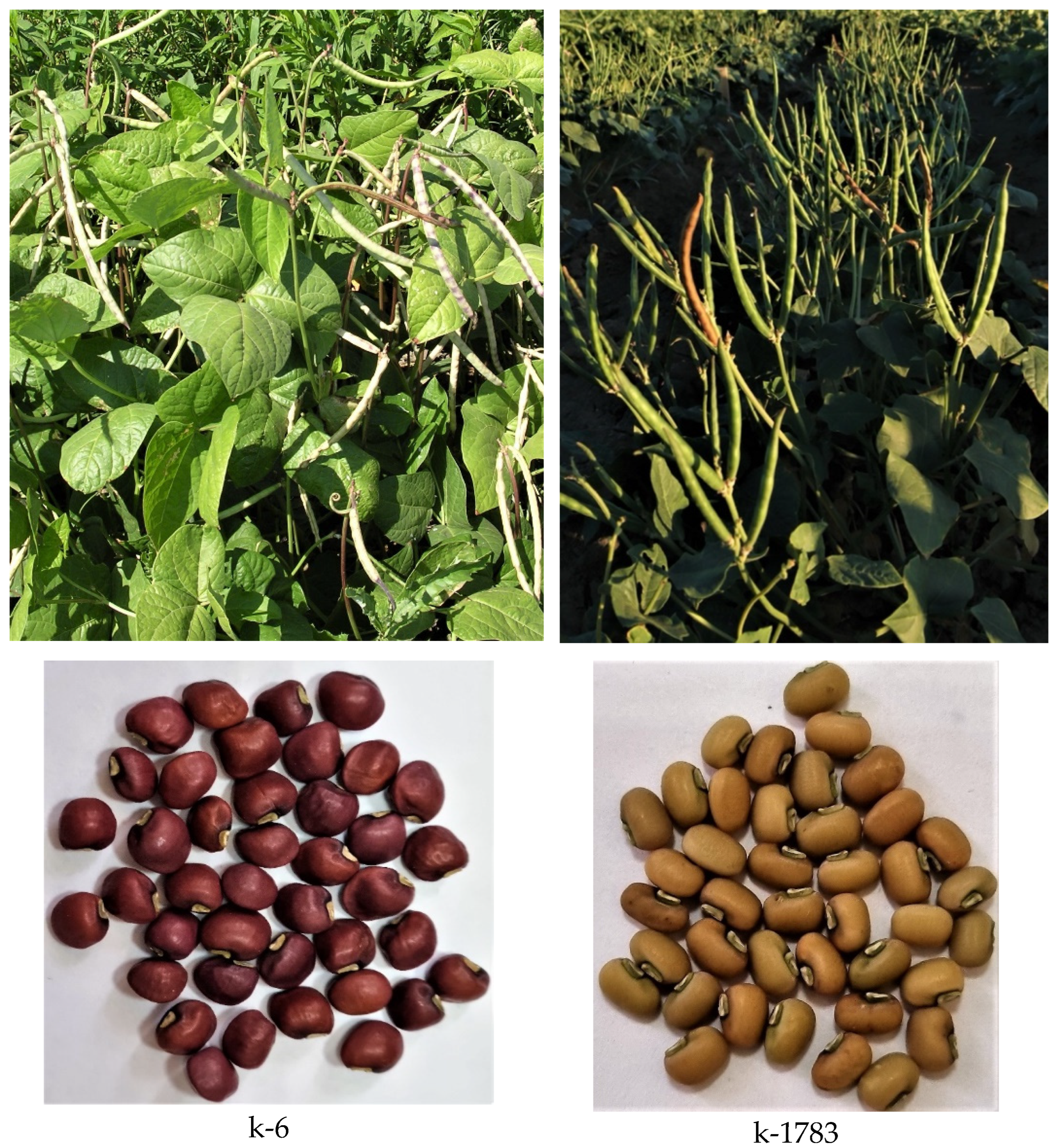 Plants 11 02147 g001a