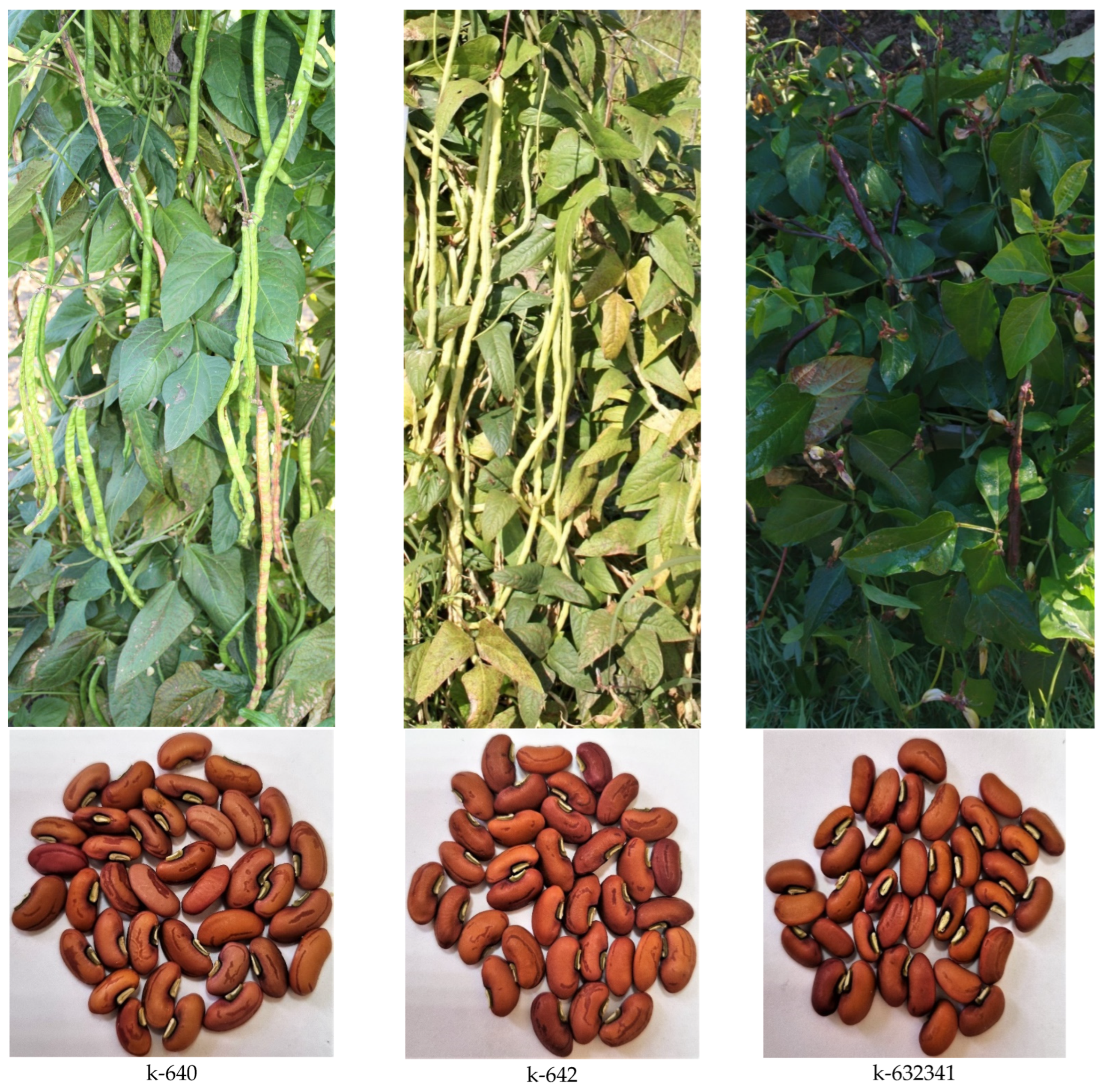 Plants 11 02147 g001b