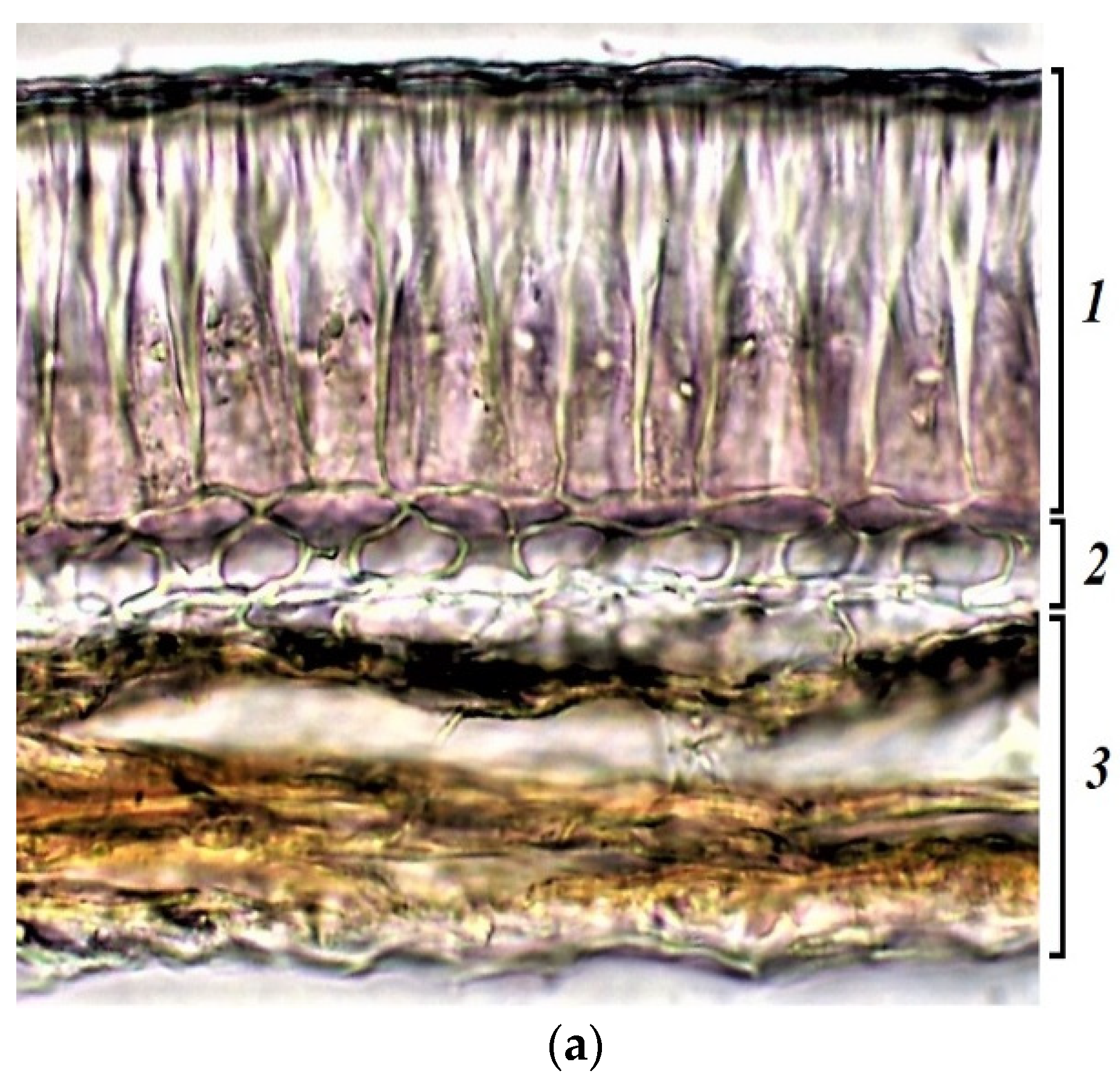 Plants 11 02147 g008a