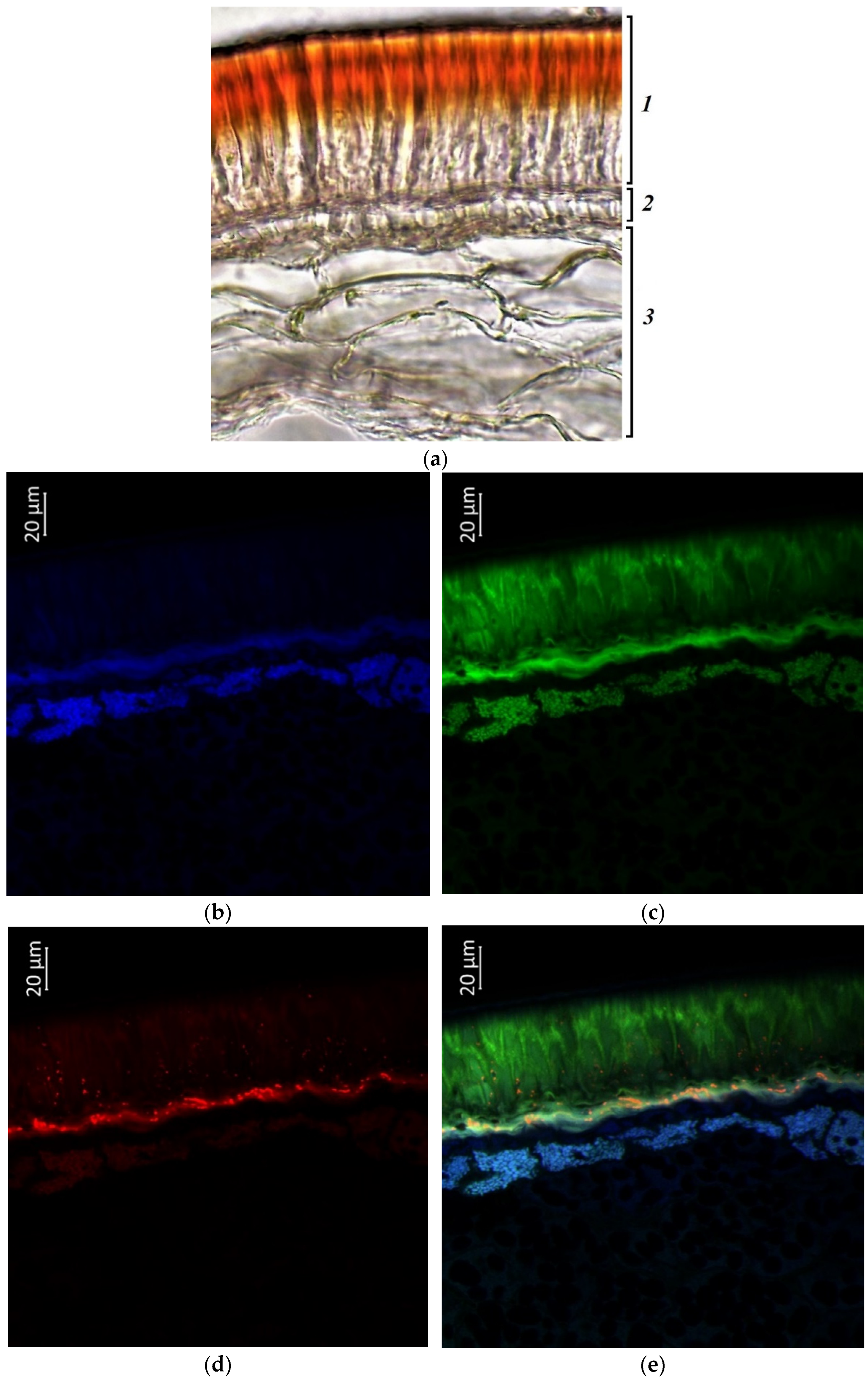 Plants 11 02147 g009