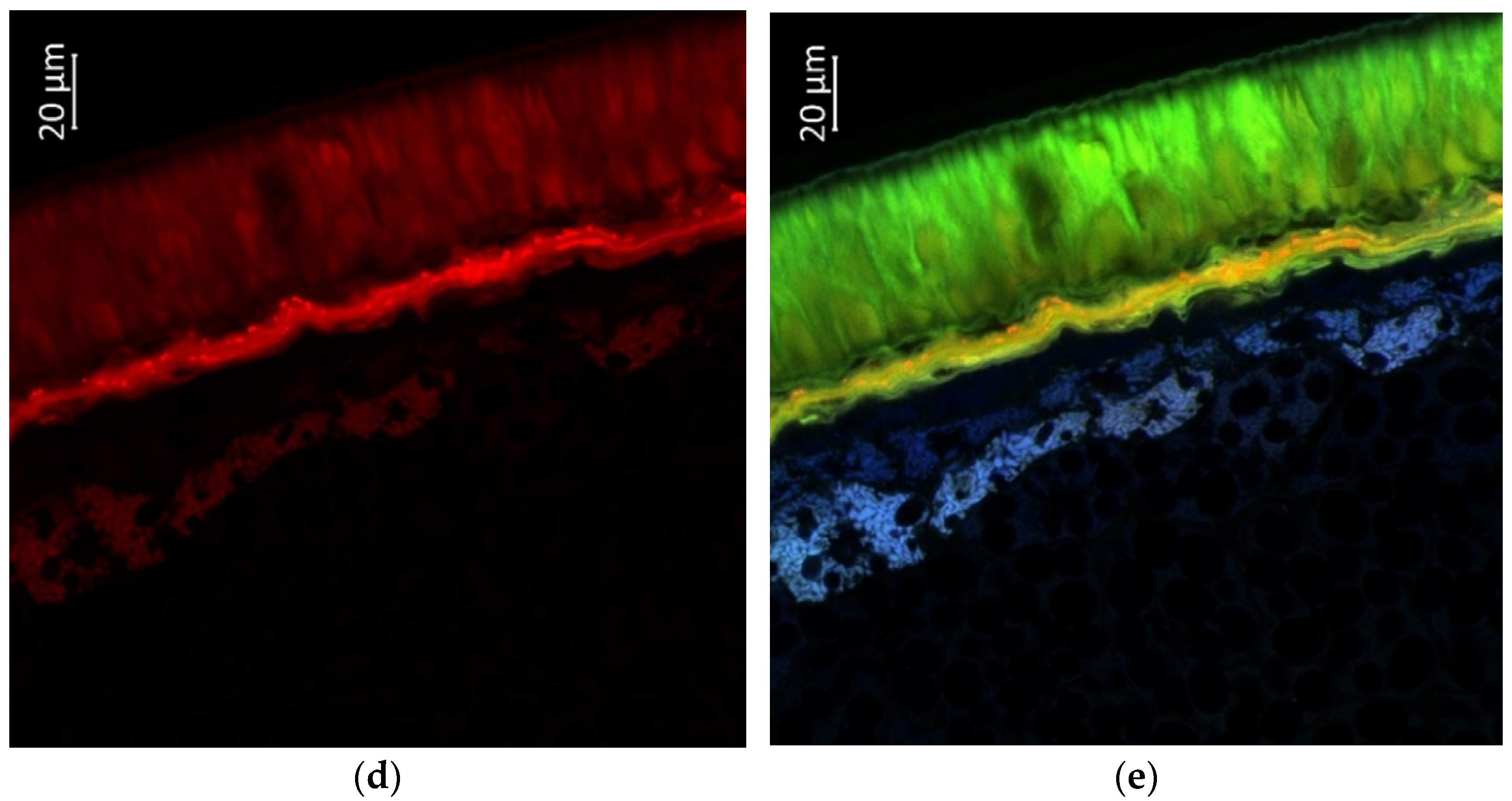 Plants 11 02147 g010b