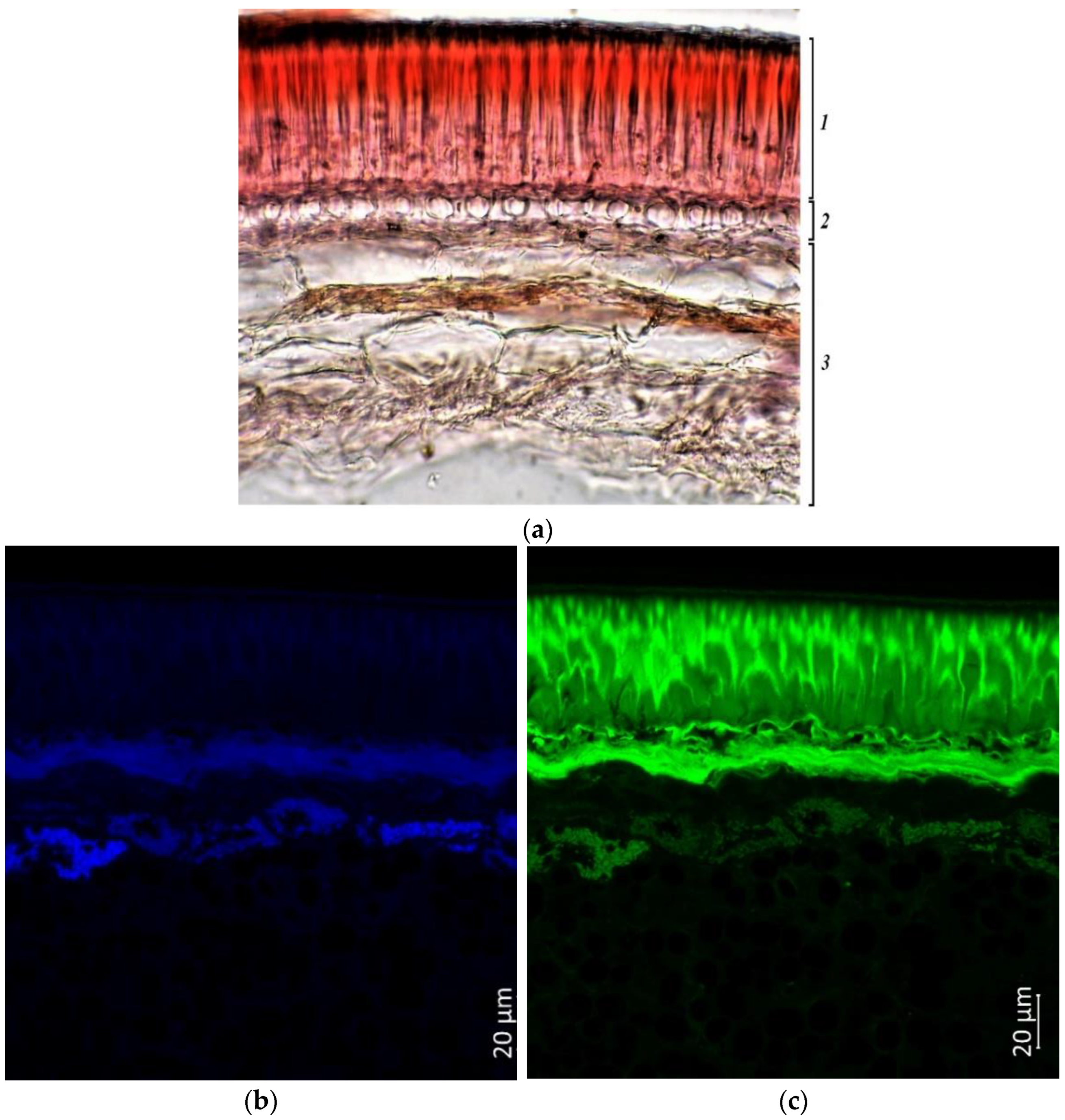 Plants 11 02147 g011a