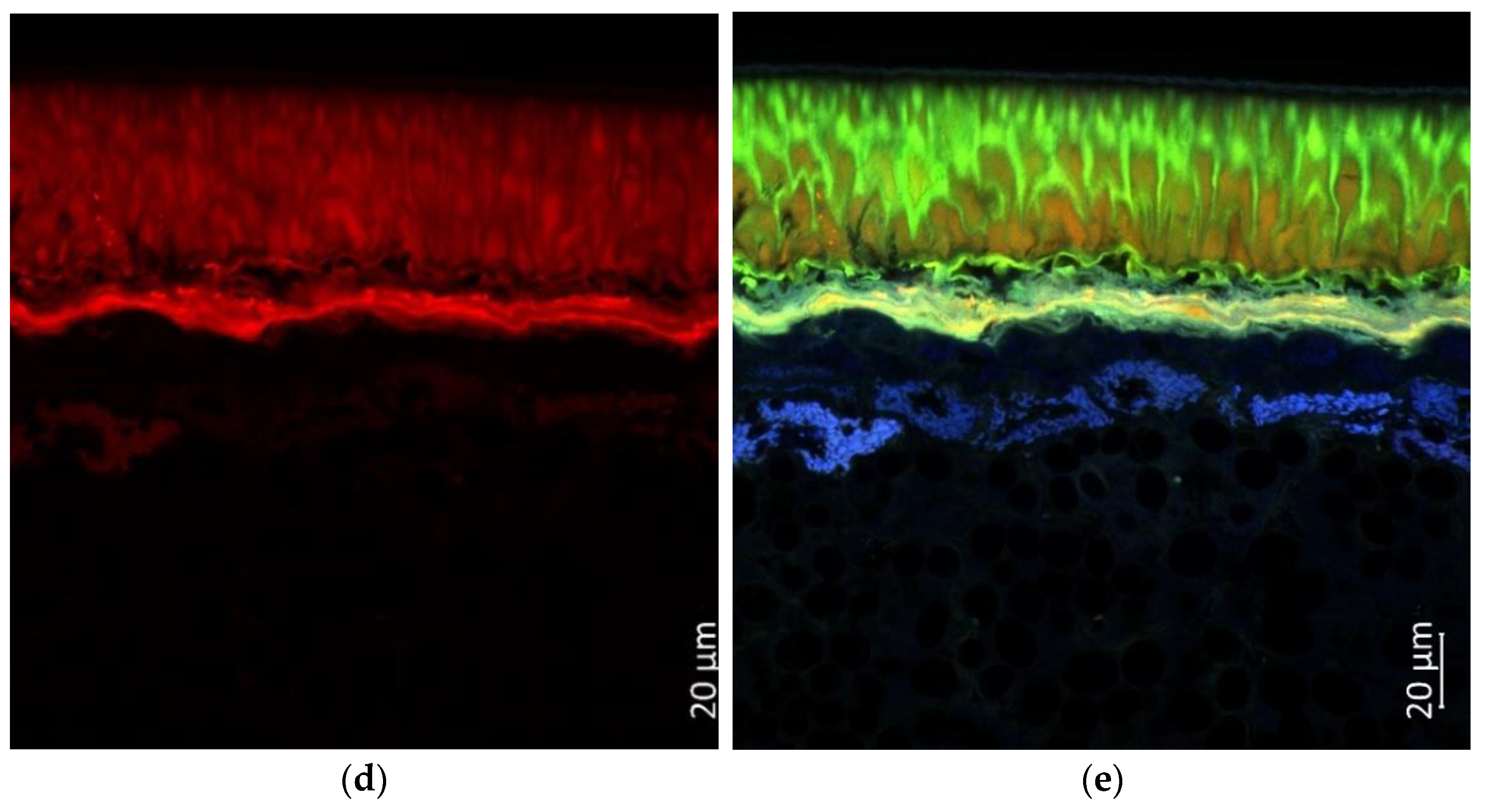 Plants 11 02147 g011b