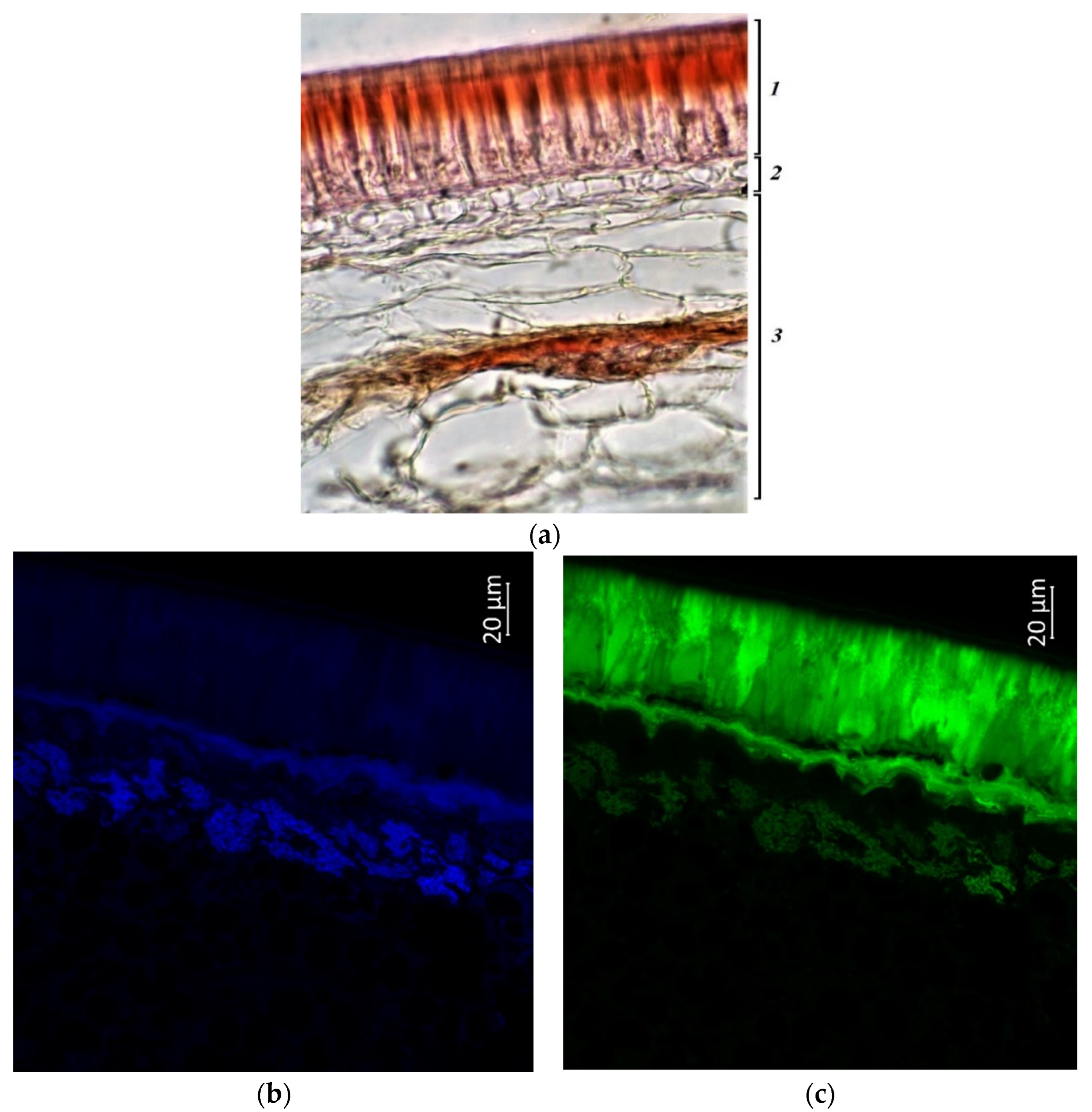 Plants 11 02147 g012a