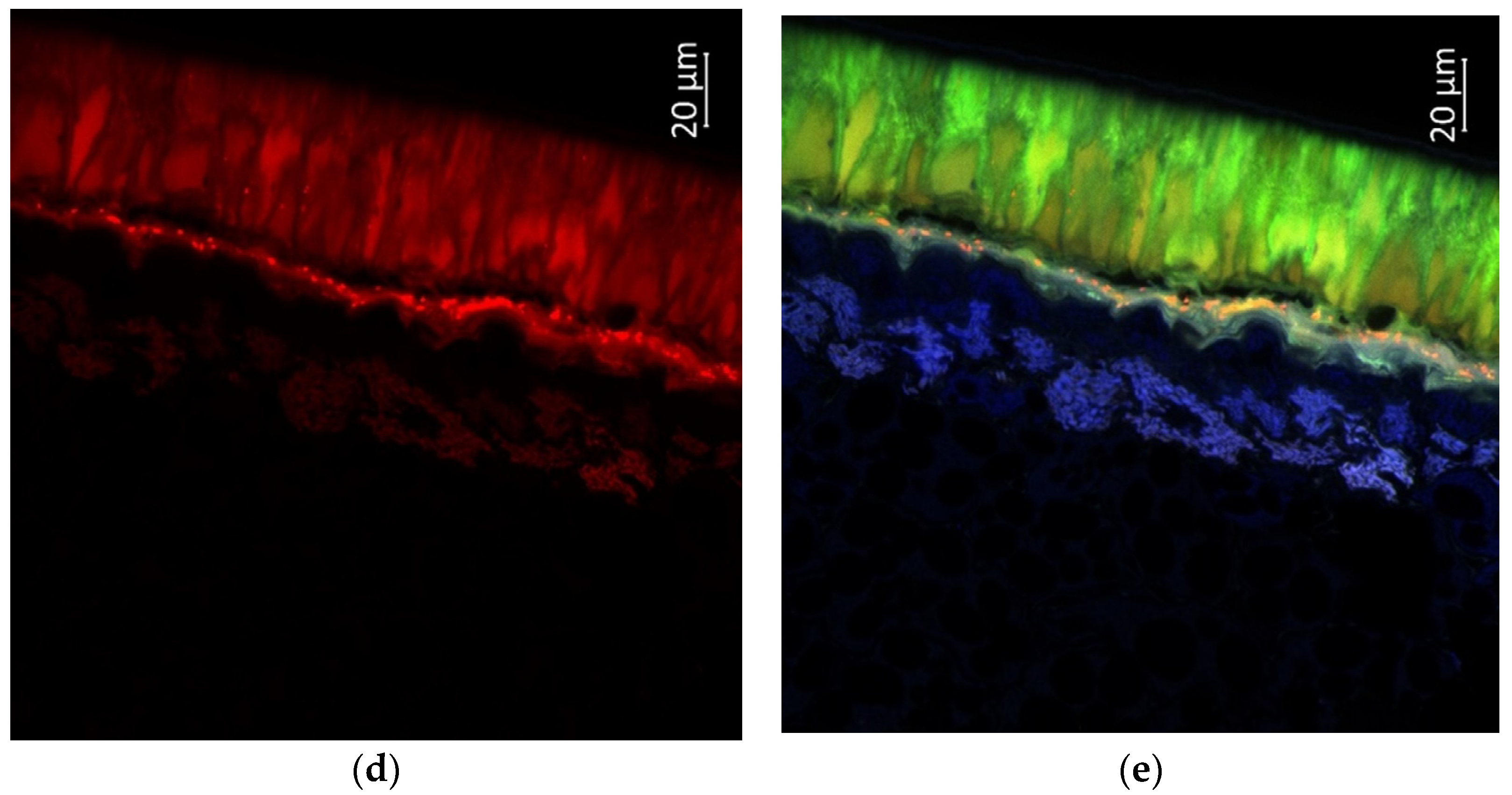 Plants 11 02147 g012b