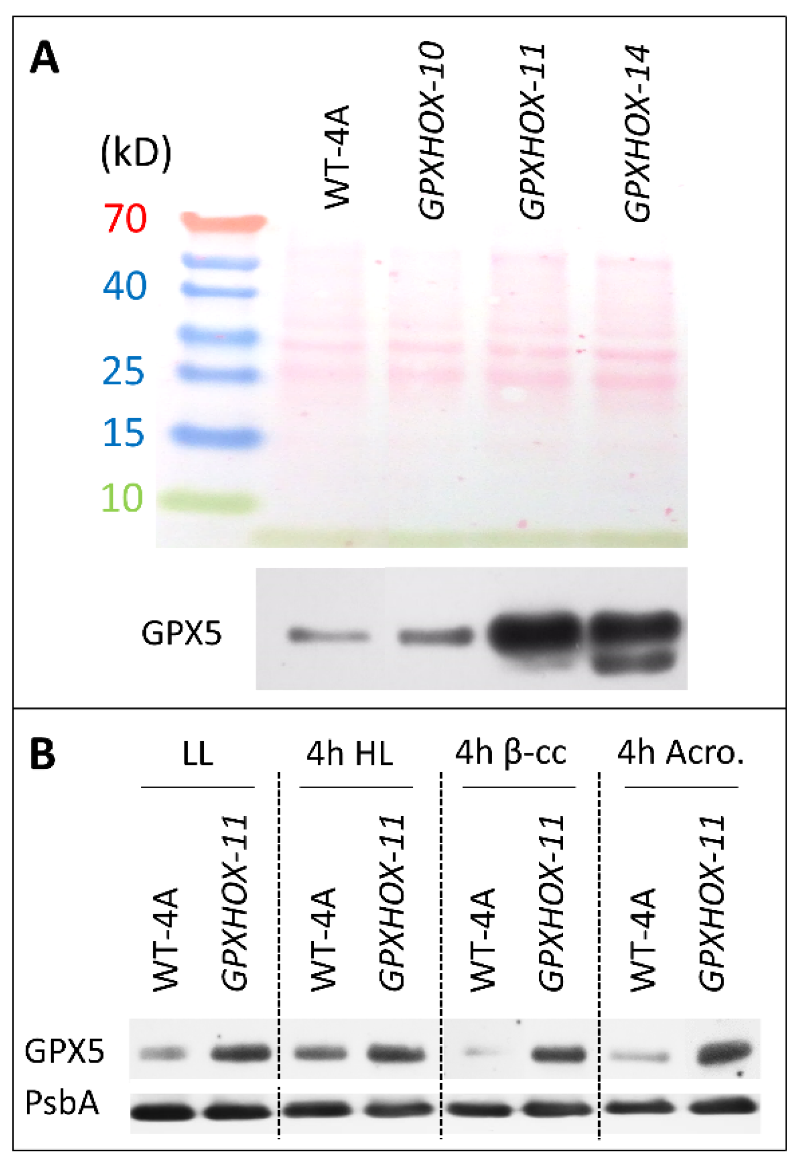 Plants 11 02155 g002