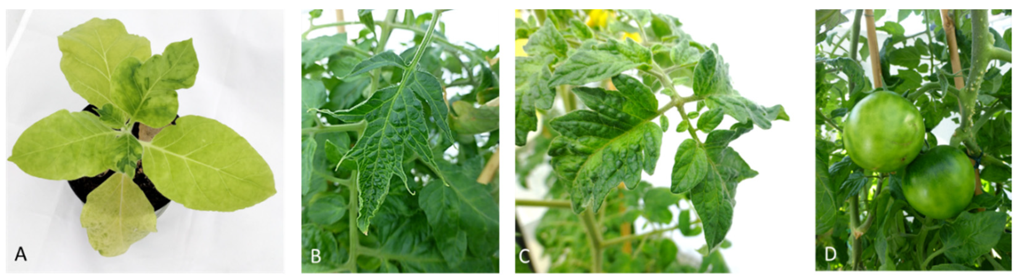 Plants 11 02166 g001