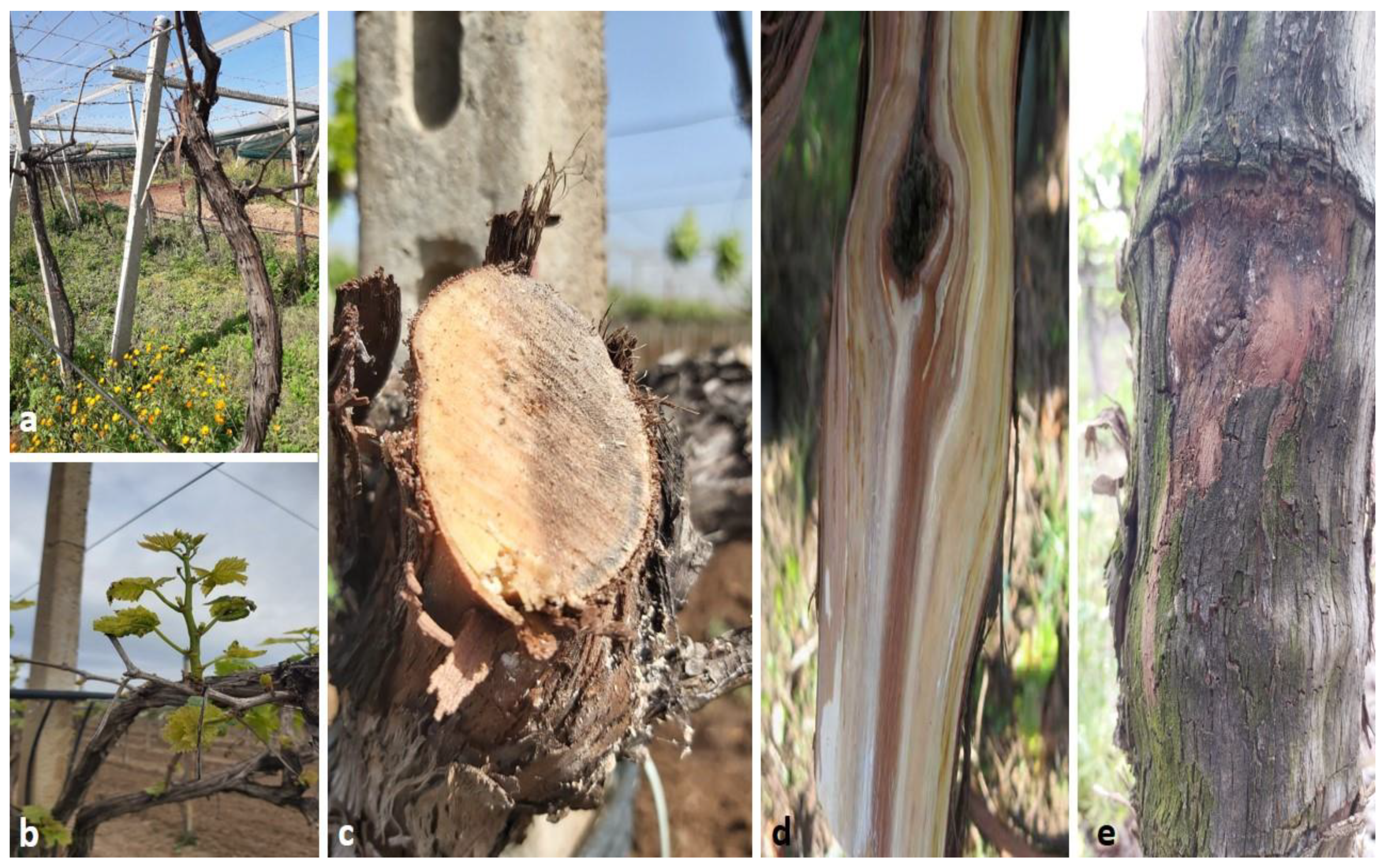 Plants 11 02167 g001