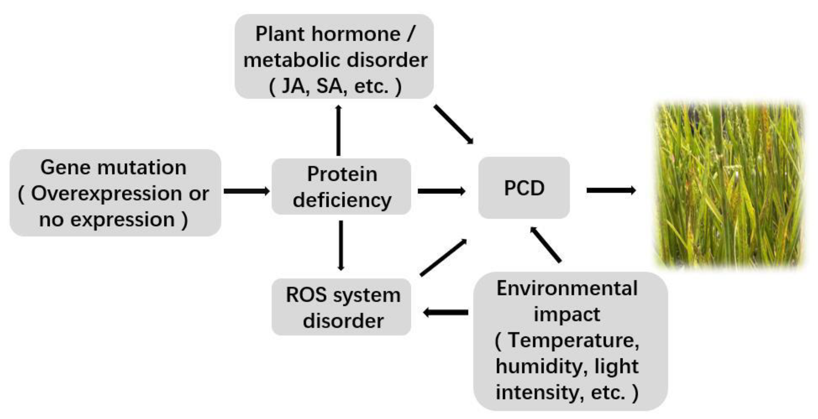 Plants 11 02169 g001