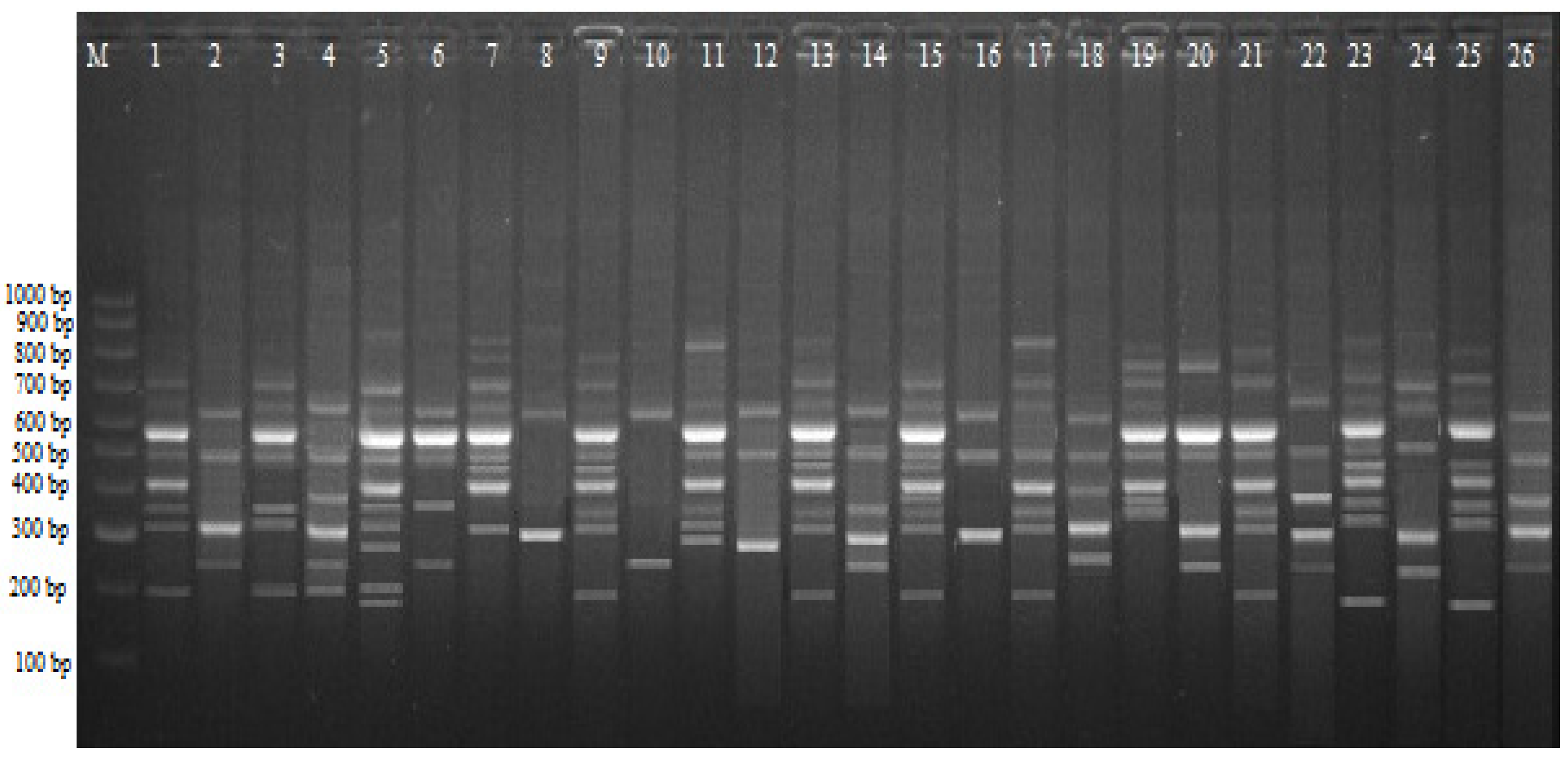 Plants 11 02193 g002