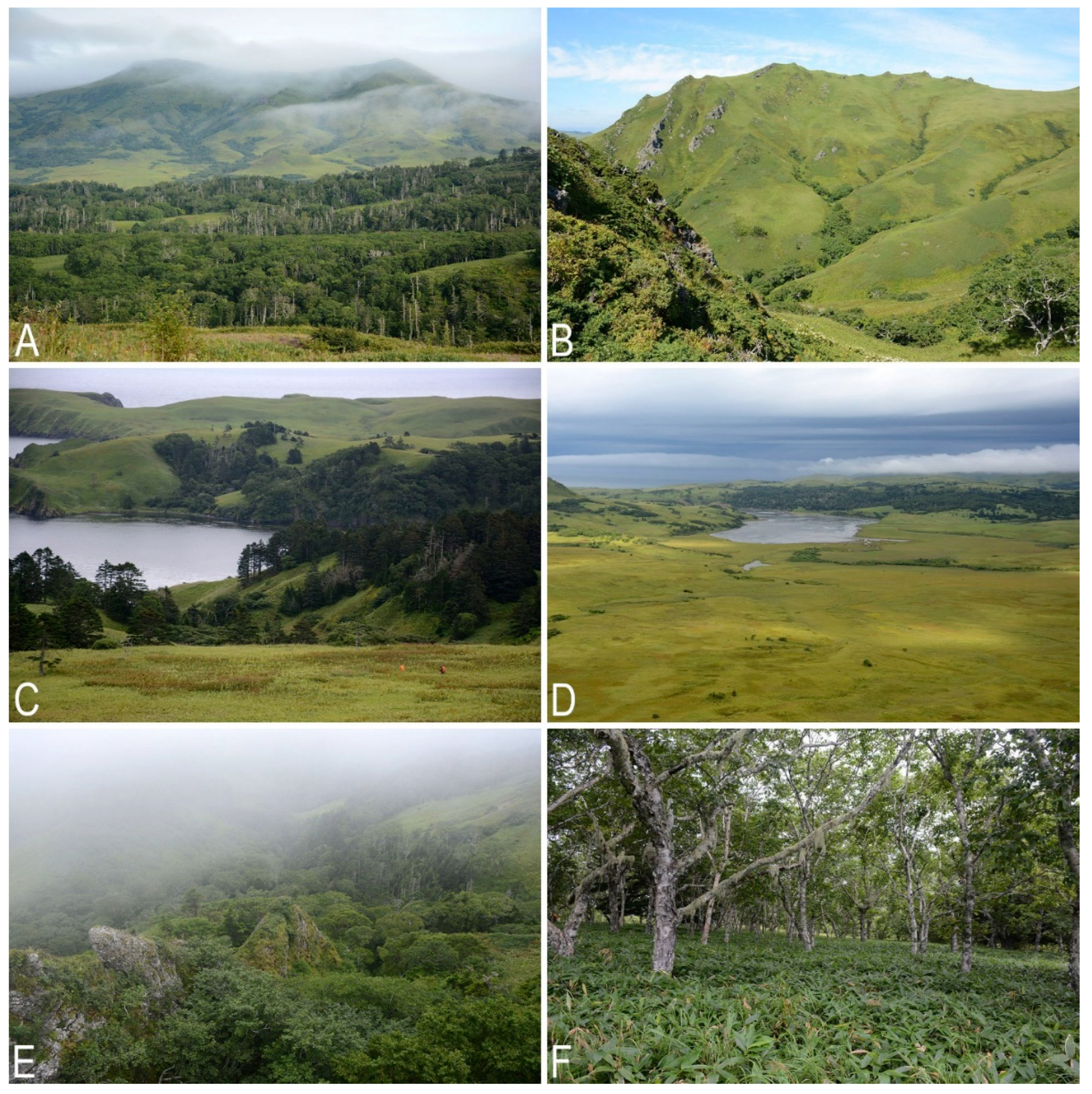 Plants 11 02200 g007 Plants 11 02200 g007