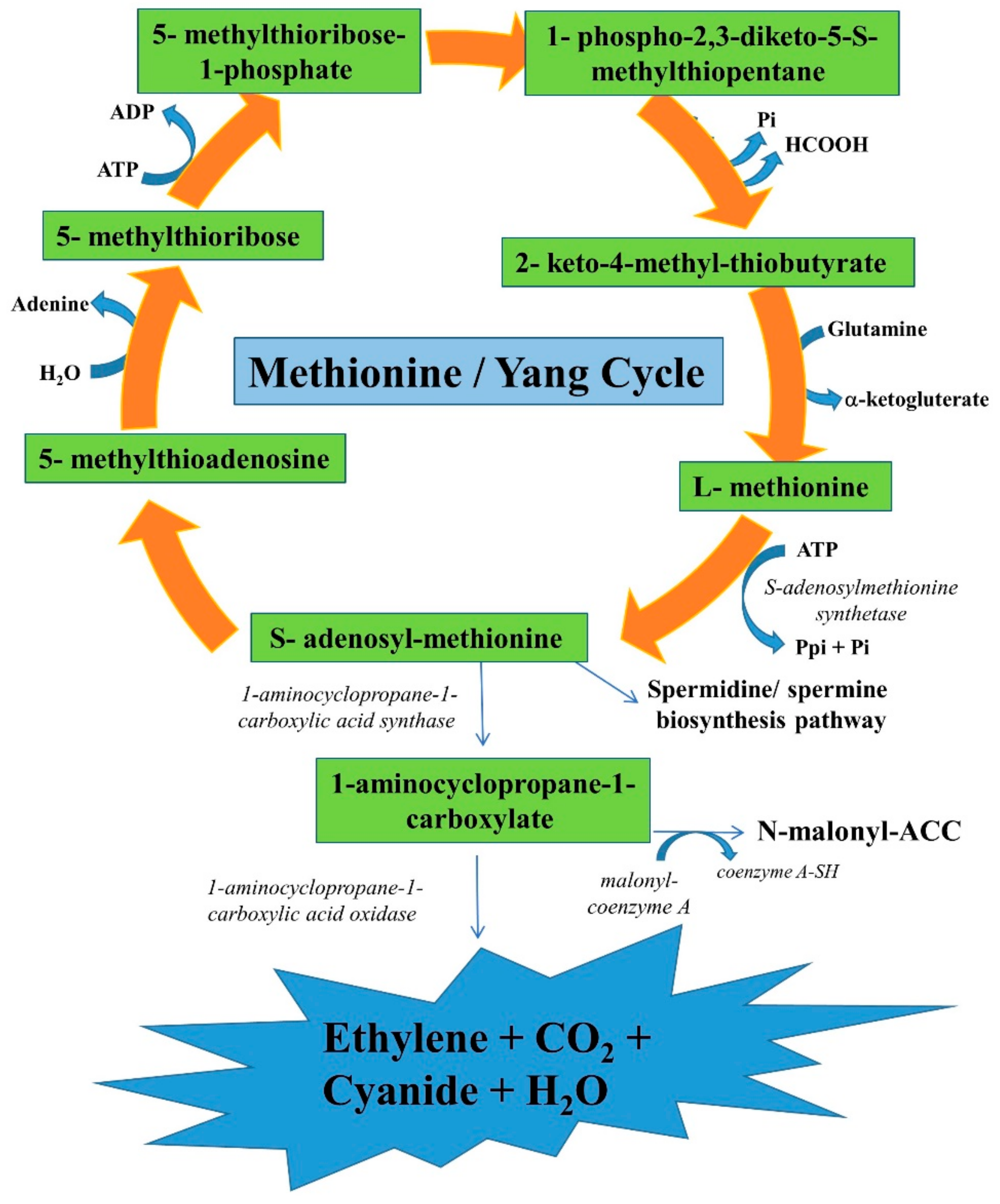 Plants 11 02211 g001 Plants 11 02211 g001